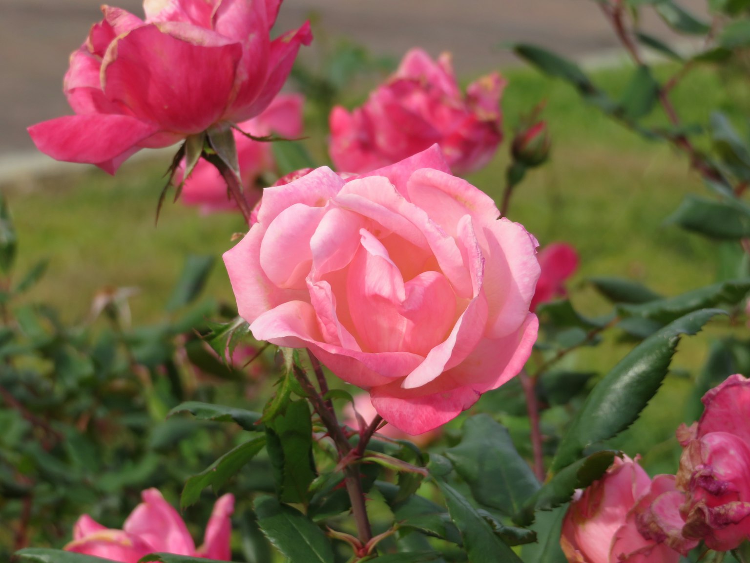 Une belle fleur de rose rose en pleine floraison dans un jardin