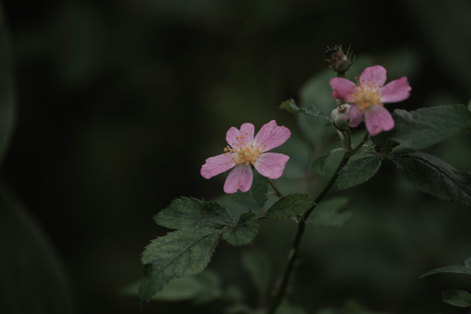 Two delicate pink flowers surrounded by green leaves