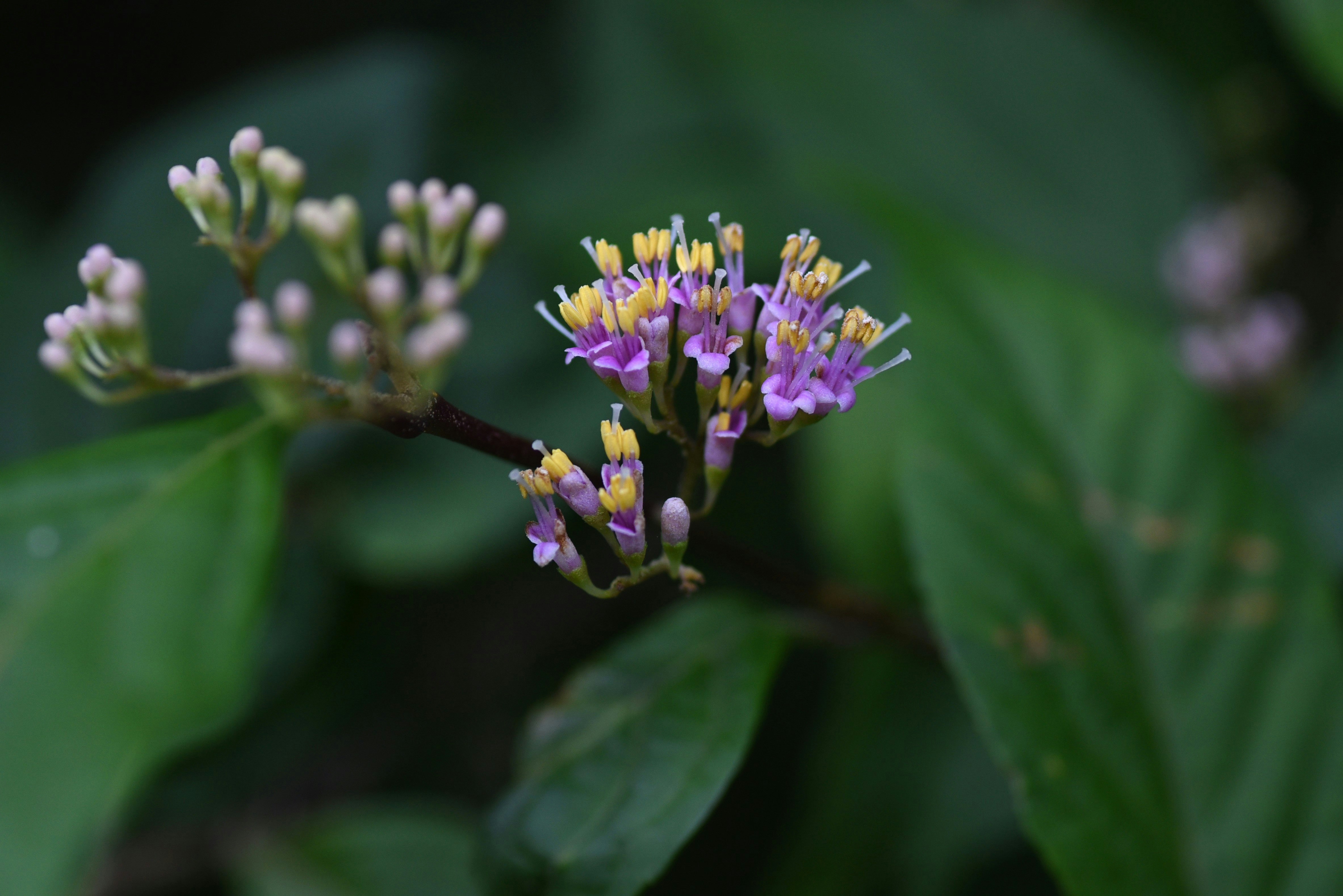 Hoa beautyberry và chồi quả màu tím
