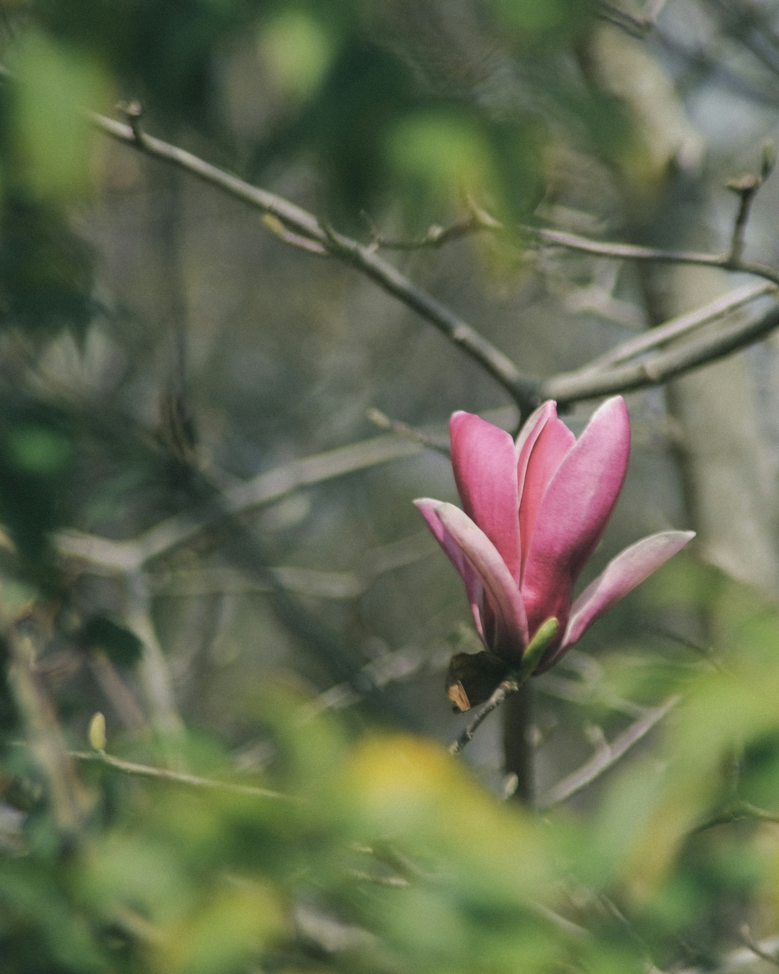 Eine rosa Magnolienblüte, die zwischen Ästen mit unscharfem Hintergrund blüht