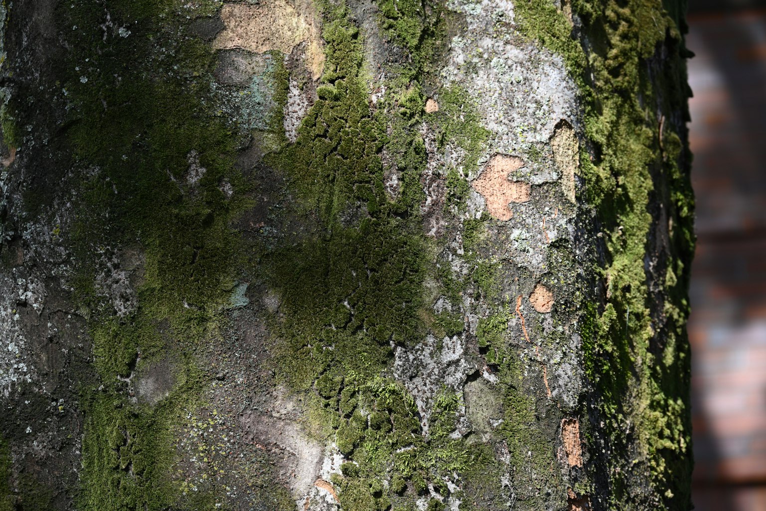 Texturierte Baumrinde mit grünem Moos und Schatten