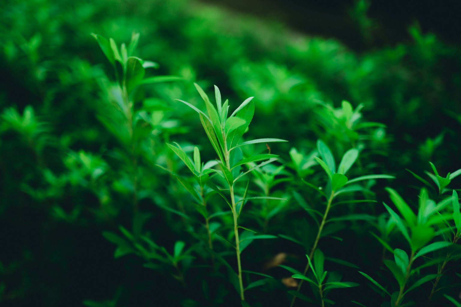 植物上茂盛綠葉的特寫