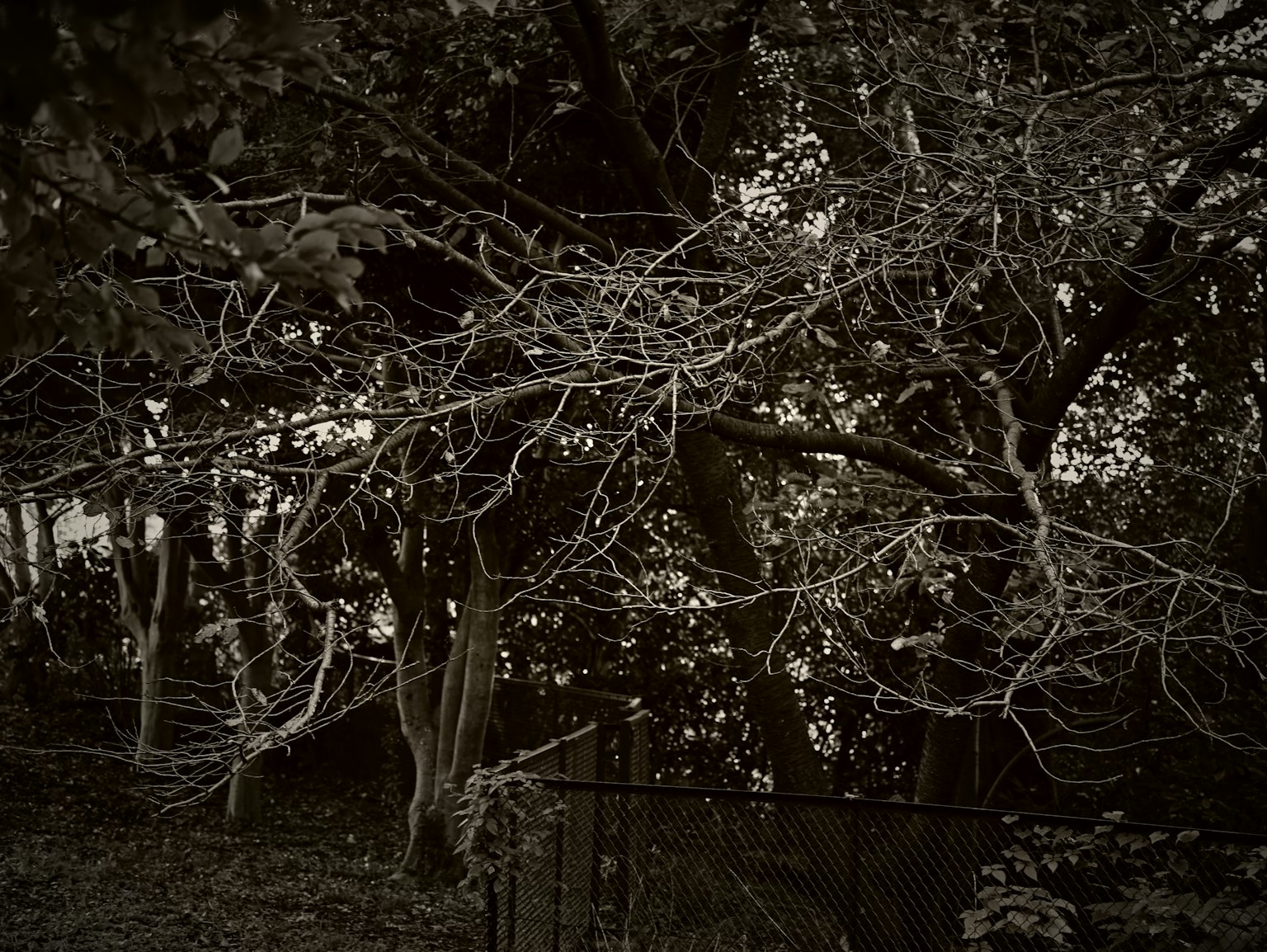 Immagine di un albero con rami sottili che si estendono su uno sfondo scuro