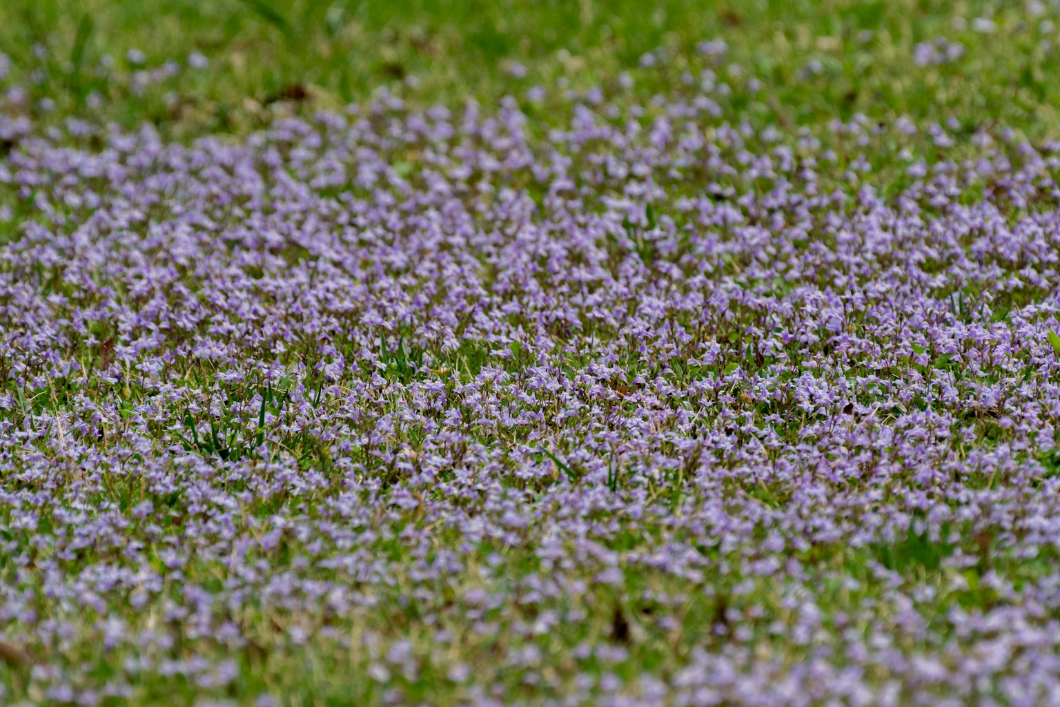 A lush green lawn covered with small purple flowers