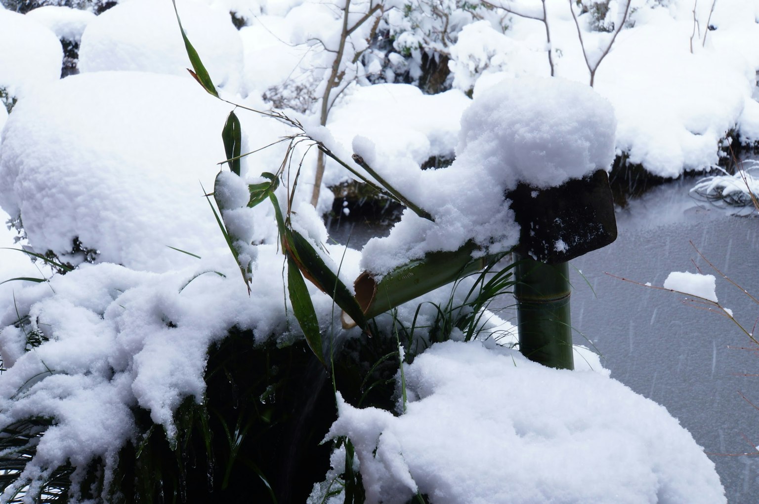 Scena tranquilla di uno stagno con piante coperte di neve