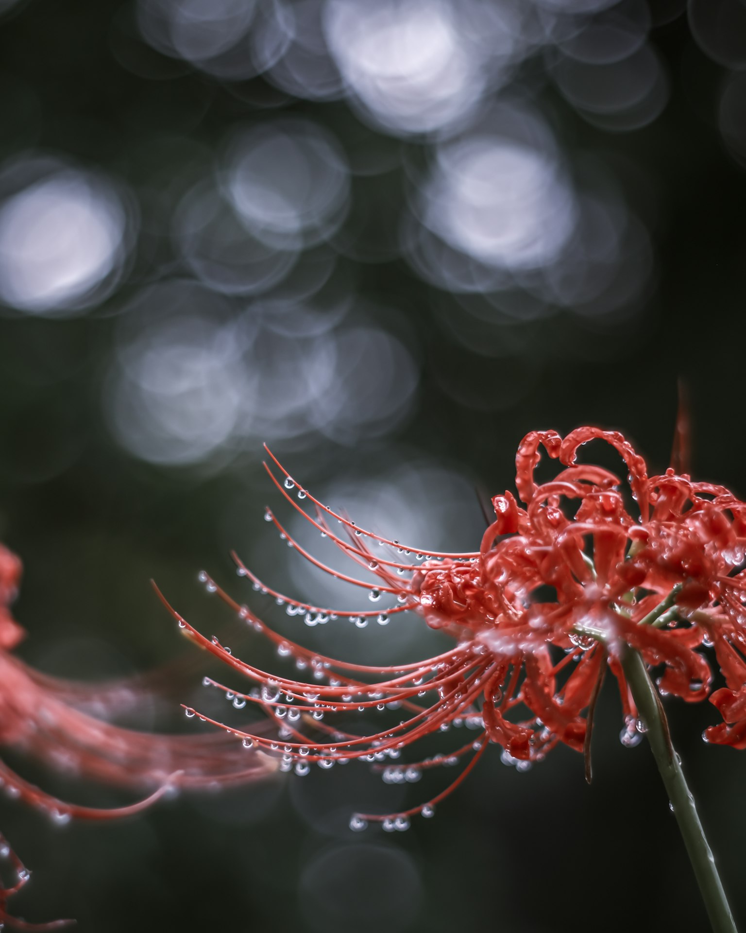 Una flor de lirio araña roja con gotas de agua contra un fondo borroso