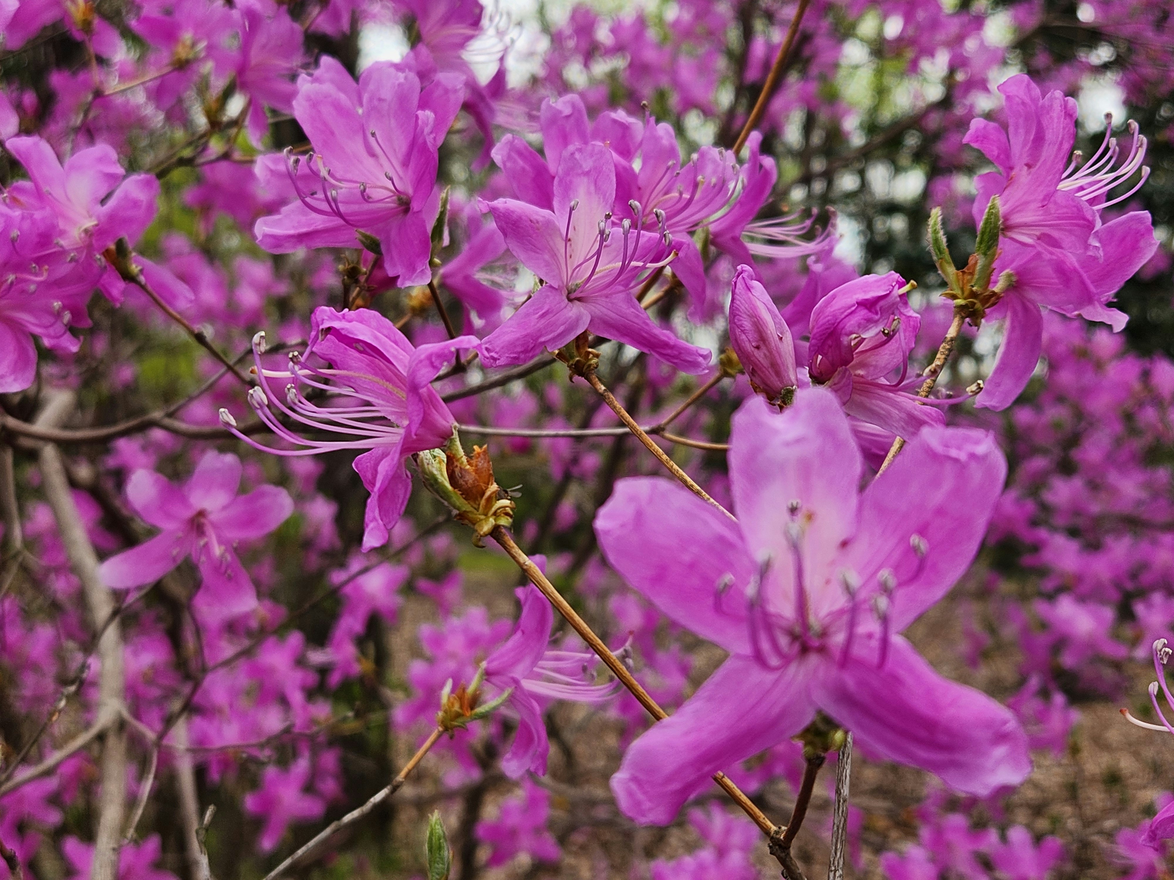 鮮やかなツツジの花が密に咲く花房のクローズアップ