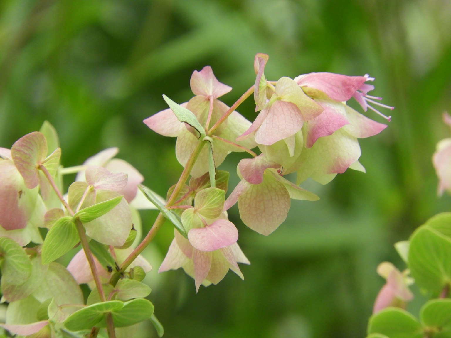Primo piano di una pianta con fiori rosa delicati
