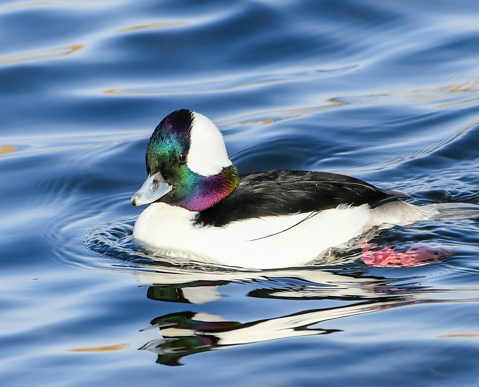 A beautiful bufflehead duck floating on the water with vibrant plumage and a blue surface