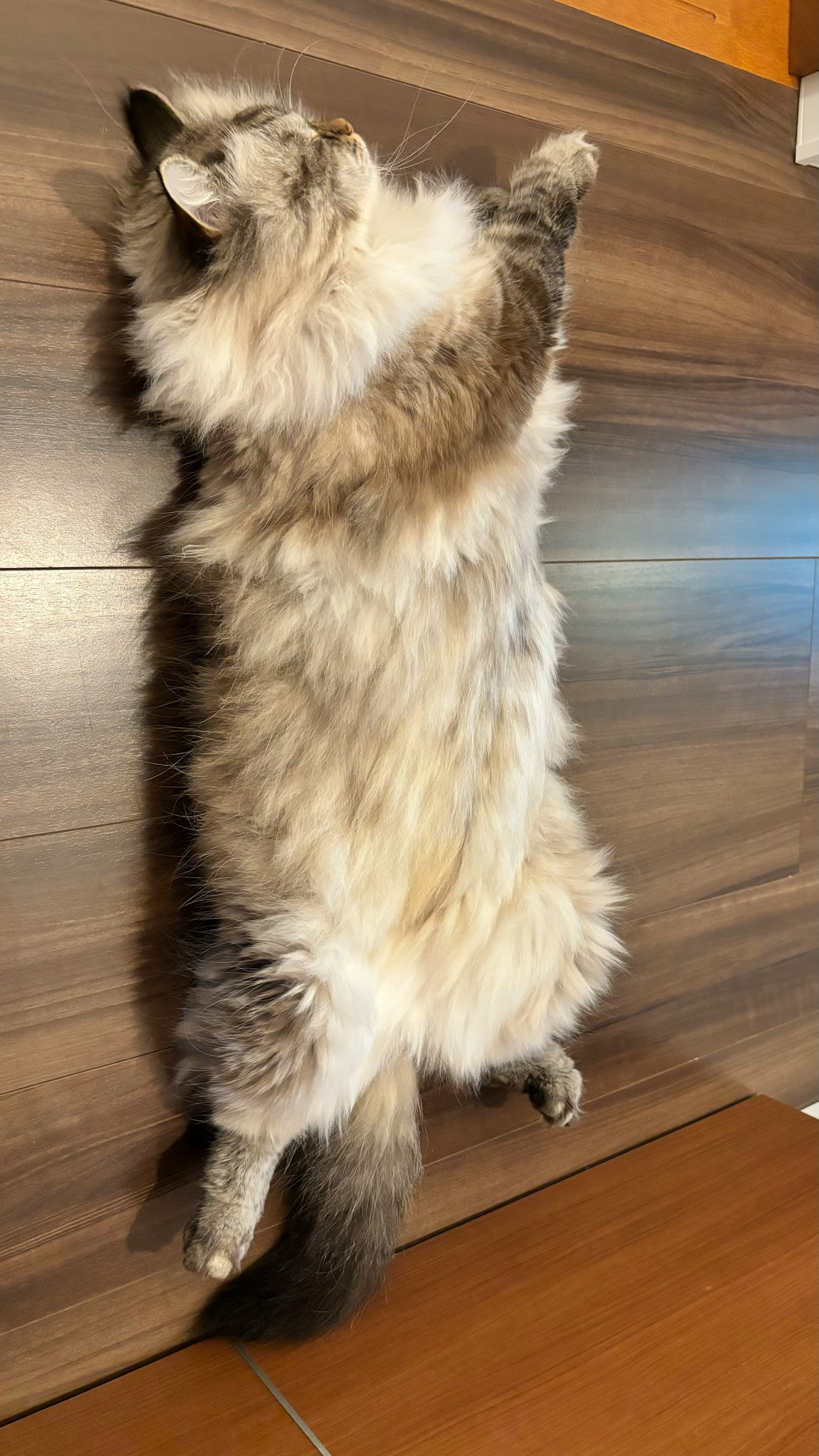 Kucing berbulu terbaring telentang di lantai