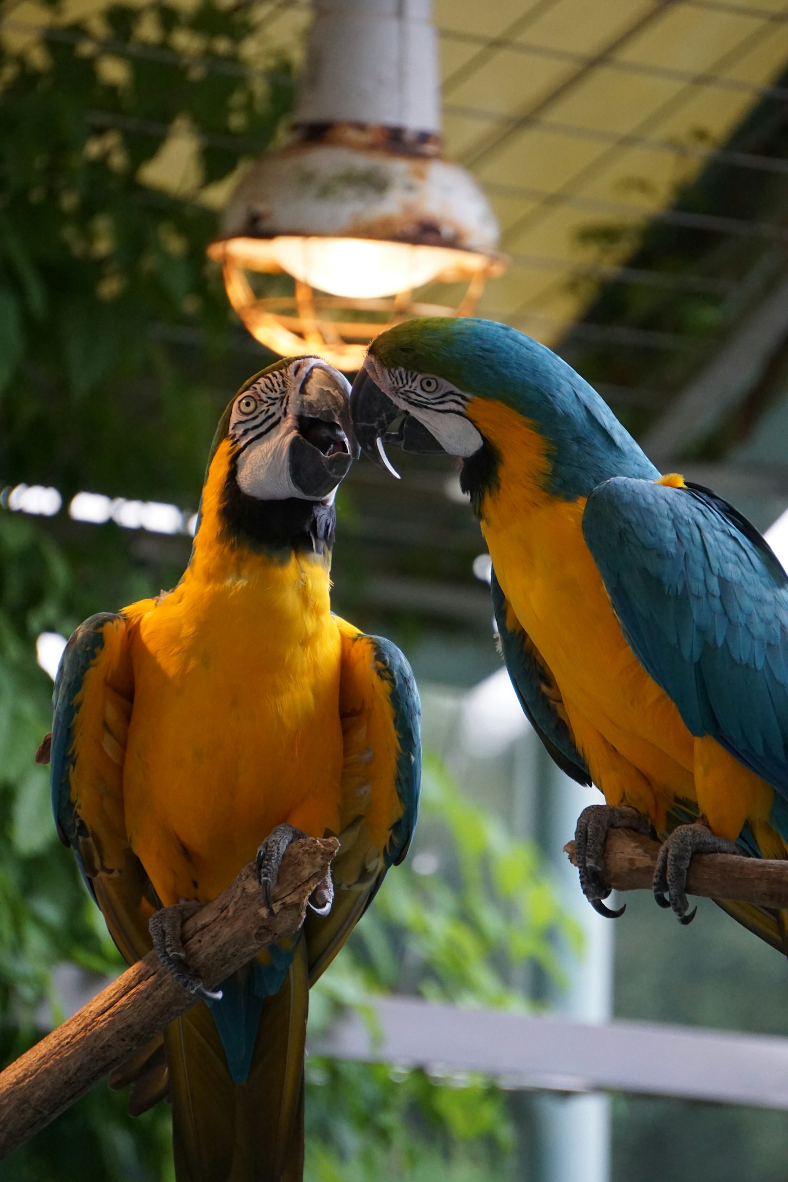 Two colorful macaws interacting with each other