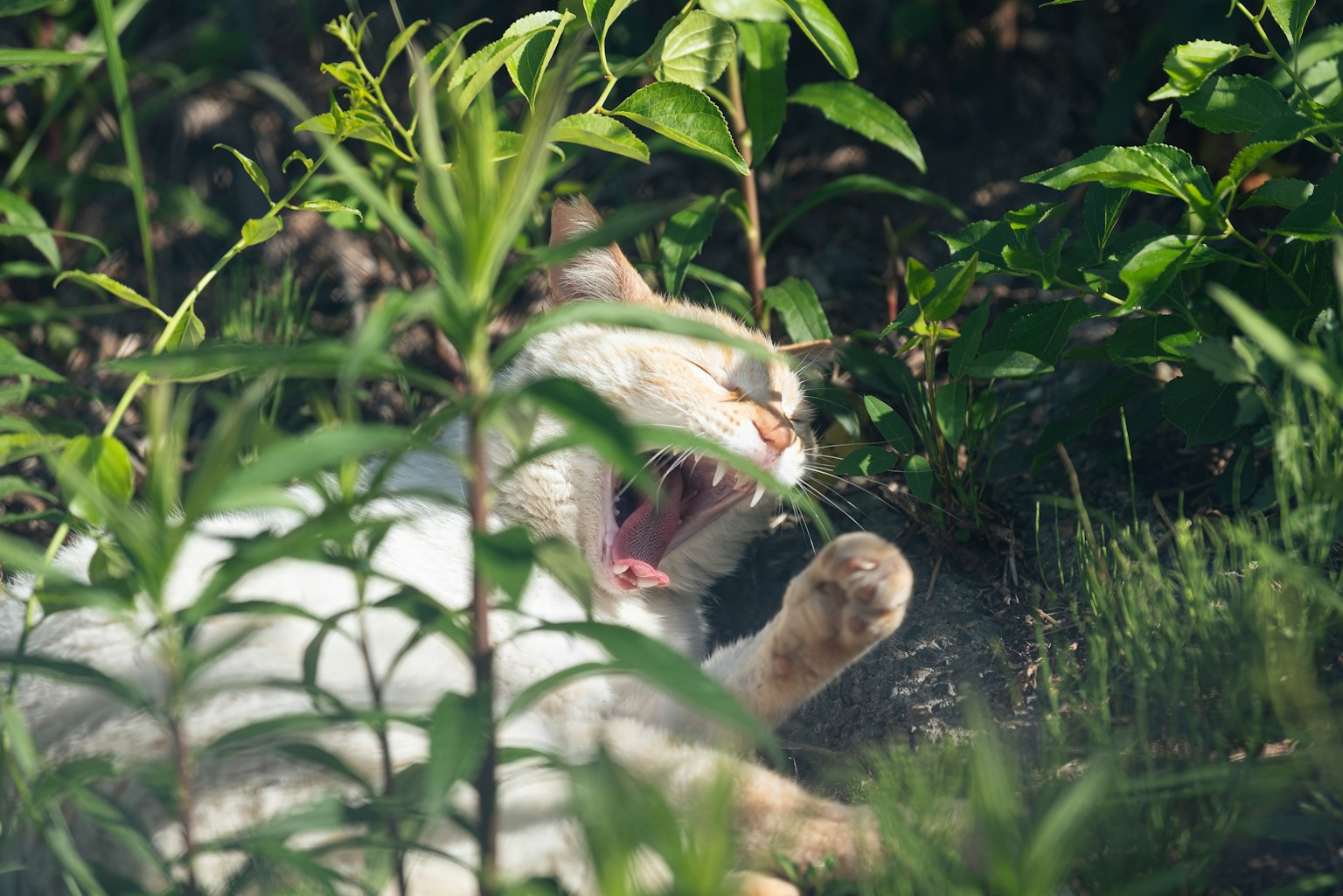Un gatto bianco che sbadiglia tra le piante verdi