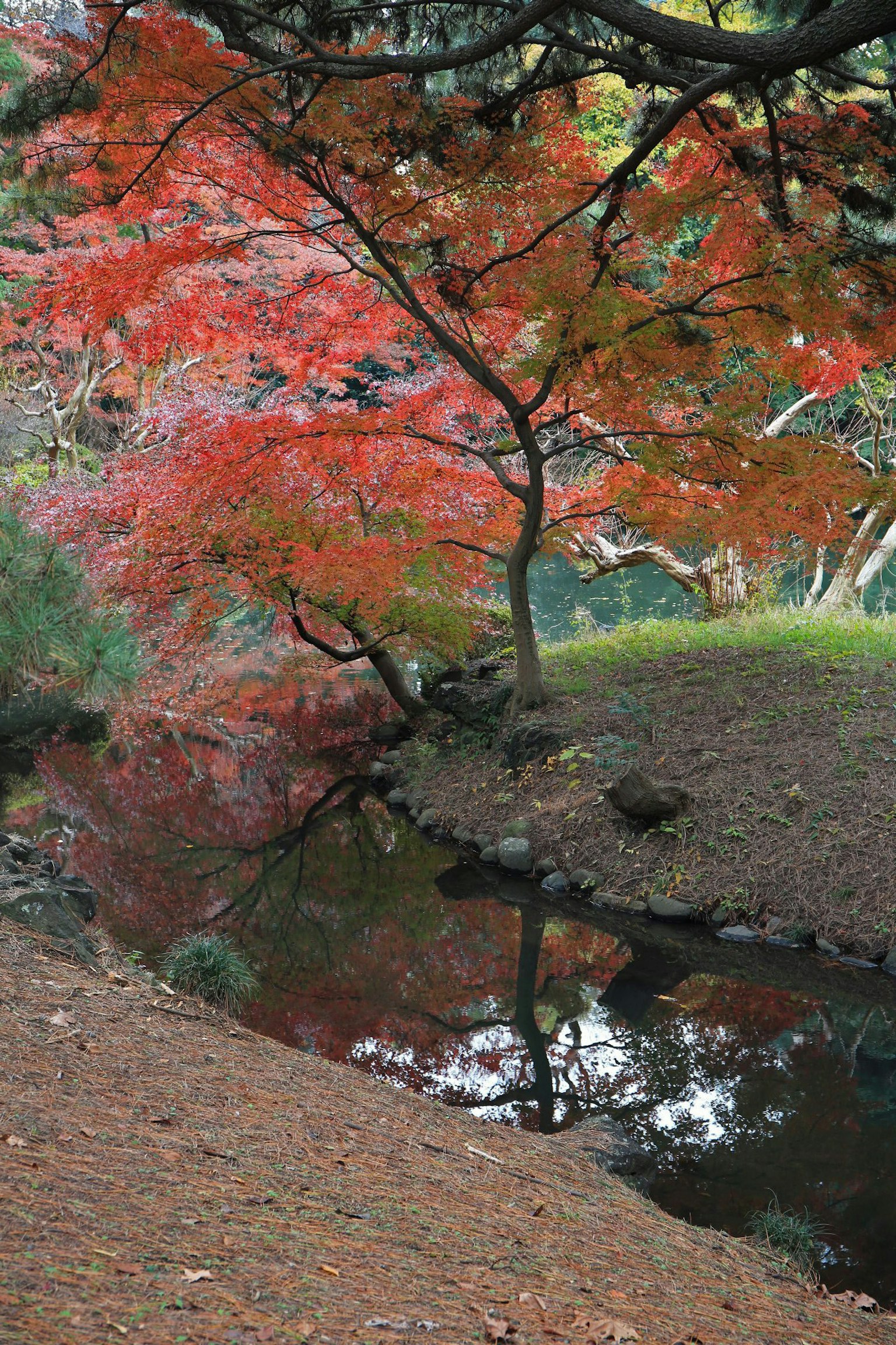 公園場景，秋天的樹葉和寧靜的水面反射
