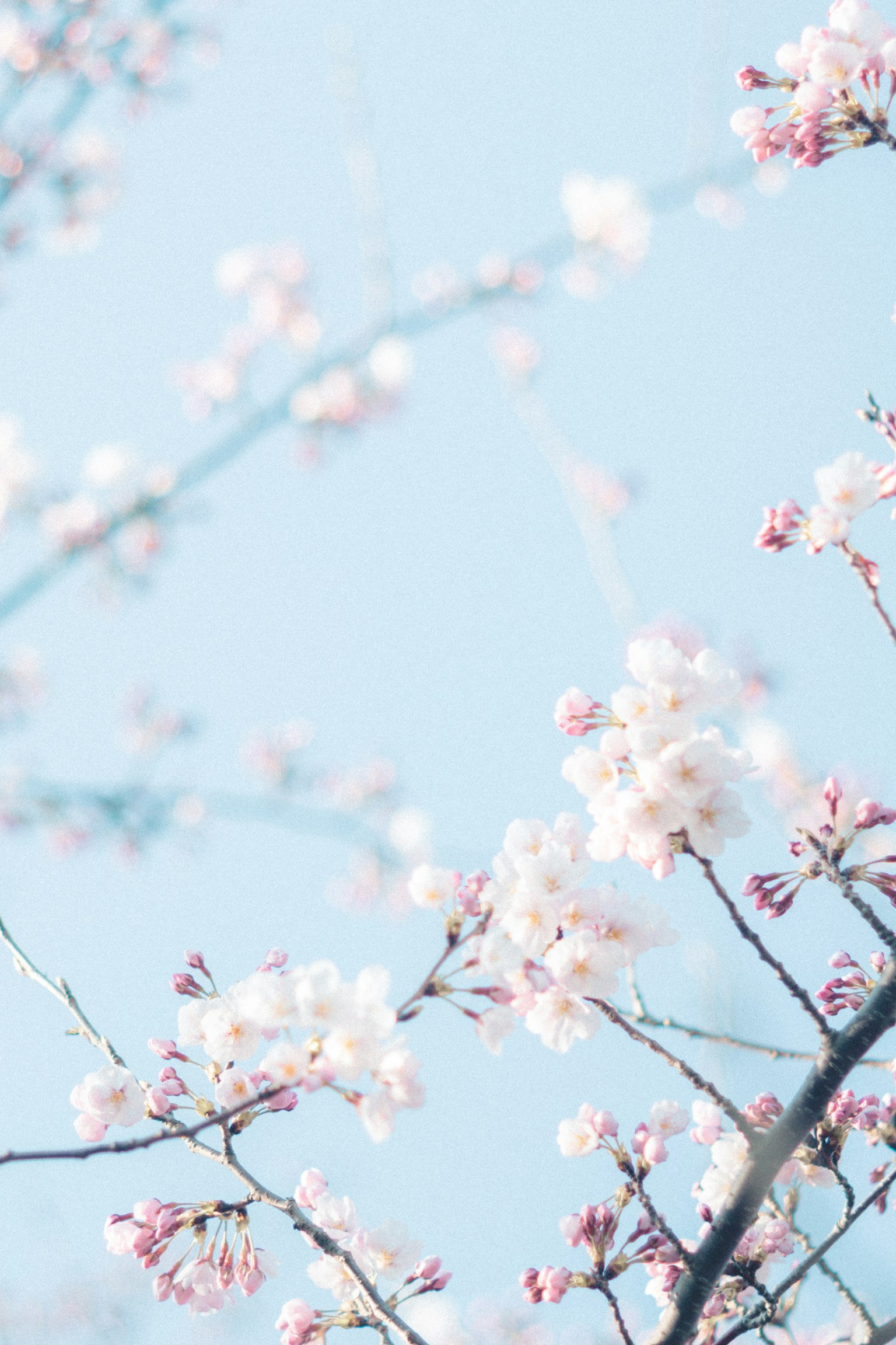 Gros plan de fleurs de cerisier sur fond de ciel bleu