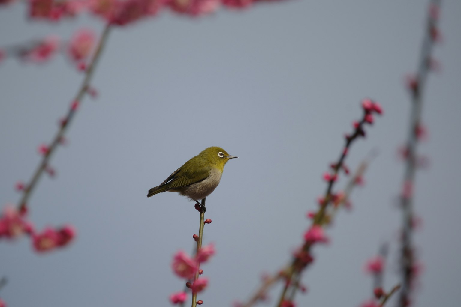 นกเขียวตัวเล็กนั่งอยู่บนกิ่งไม้ที่มีดอกไม้สีชมพู