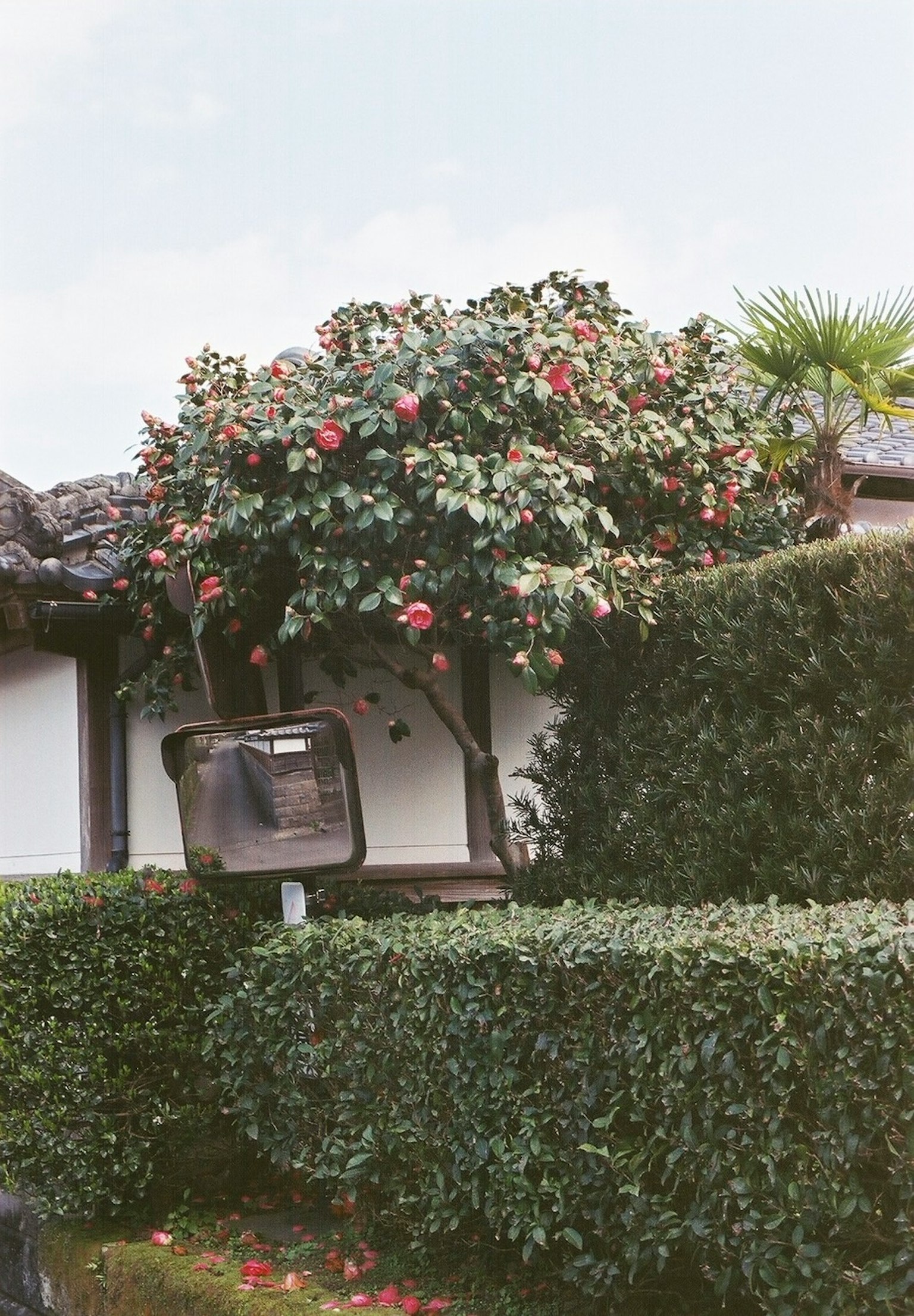 Une scène de jardin avec un arbre en fleurs et une haie verte