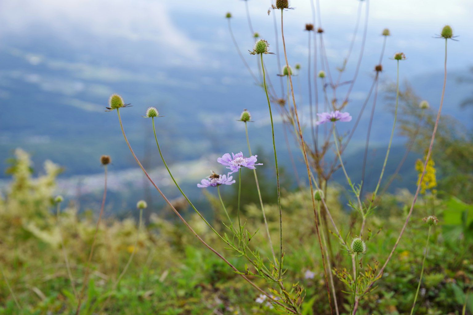 Purple flowers and green plants blooming in a mountainous landscape