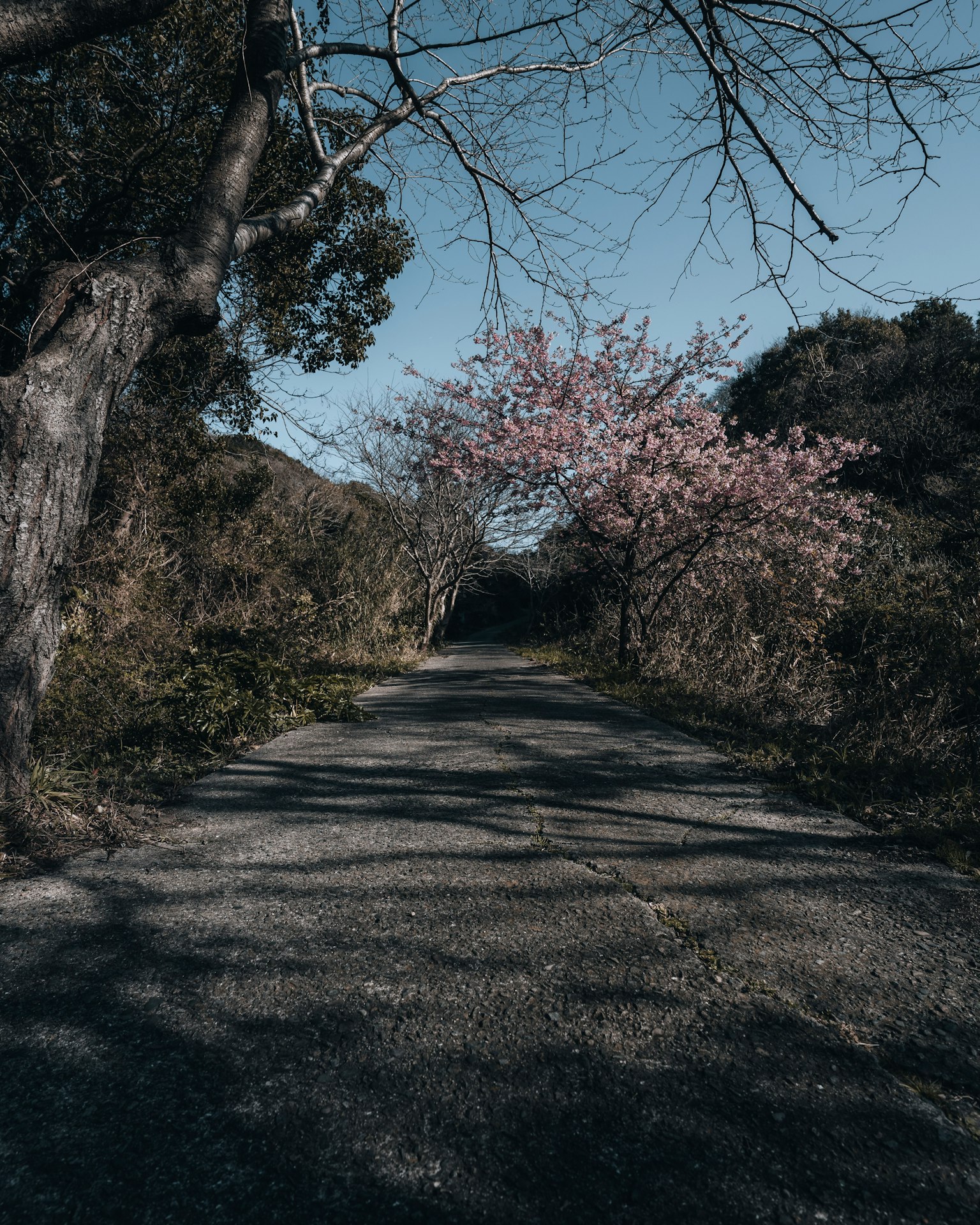 安靜的小路上盛開的櫻花樹和陰影的風景