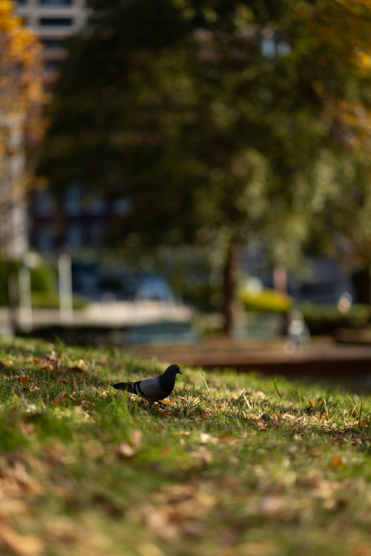Un pájaro negro en la hierba verde de un parque con fondo borroso