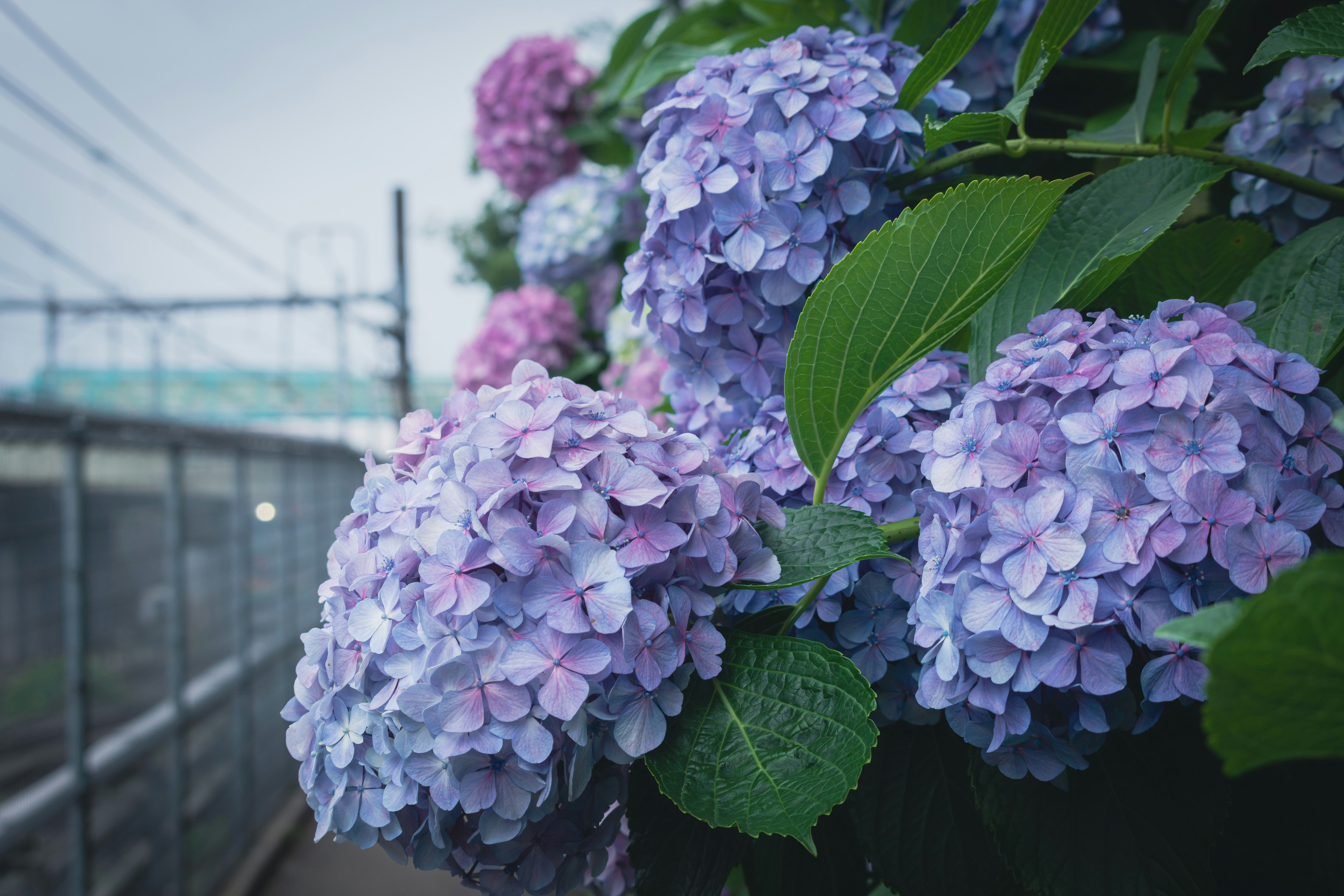 ดอกไฮเดรนเยียสีฟ้าตามแนวรางรถไฟ