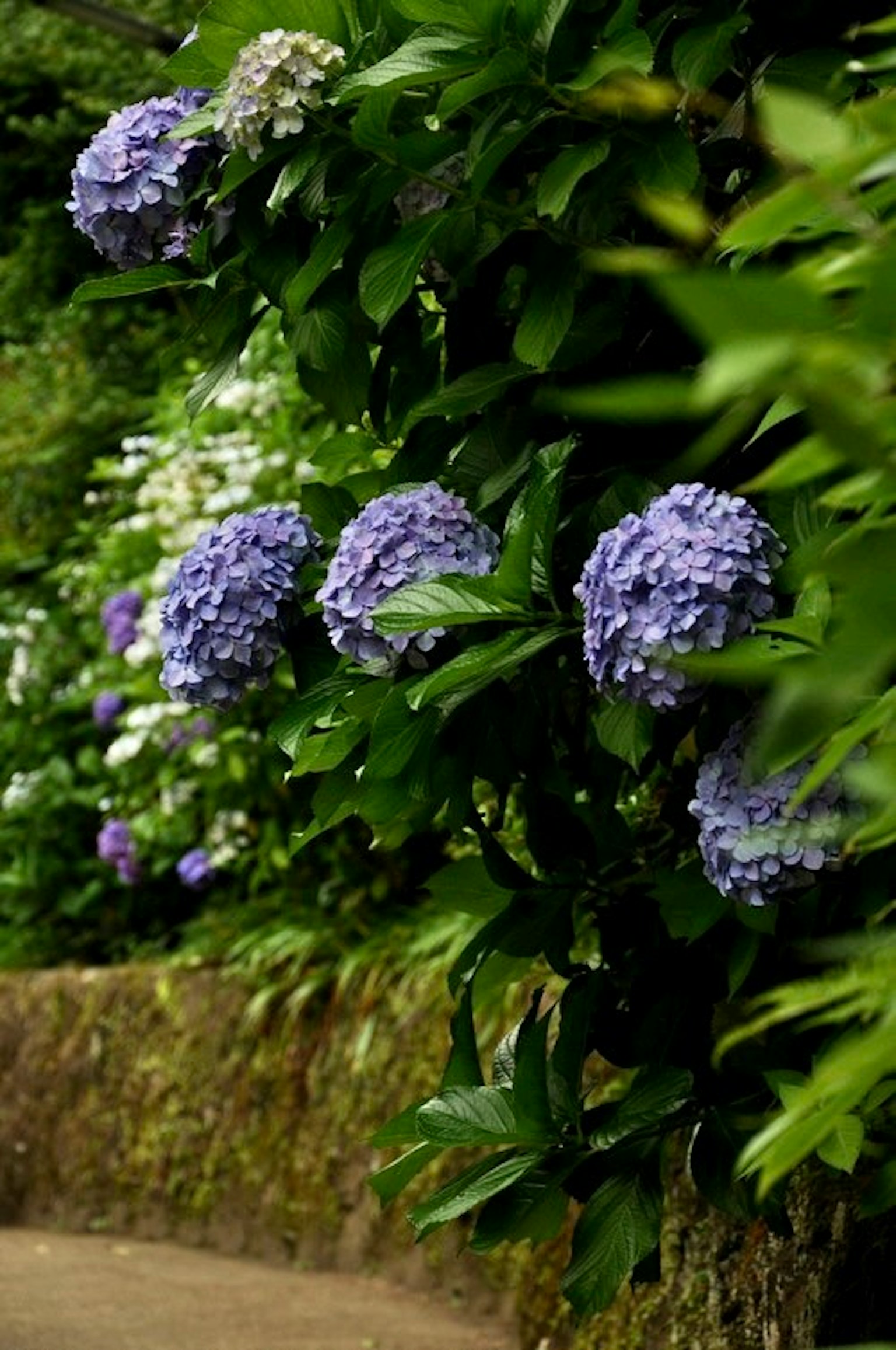 Hortensienblüten in Blau- und Lilatönen umgeben von grünen Blättern