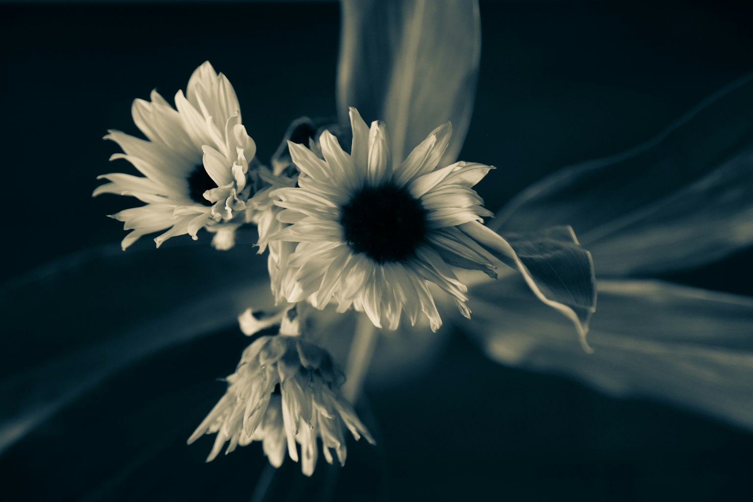 Gros plan de fleurs en tons noir et blanc avec détails des pétales et des feuilles