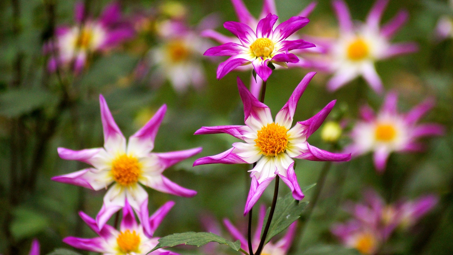 Fleurs roses et blanches vibrantes dans un jardin