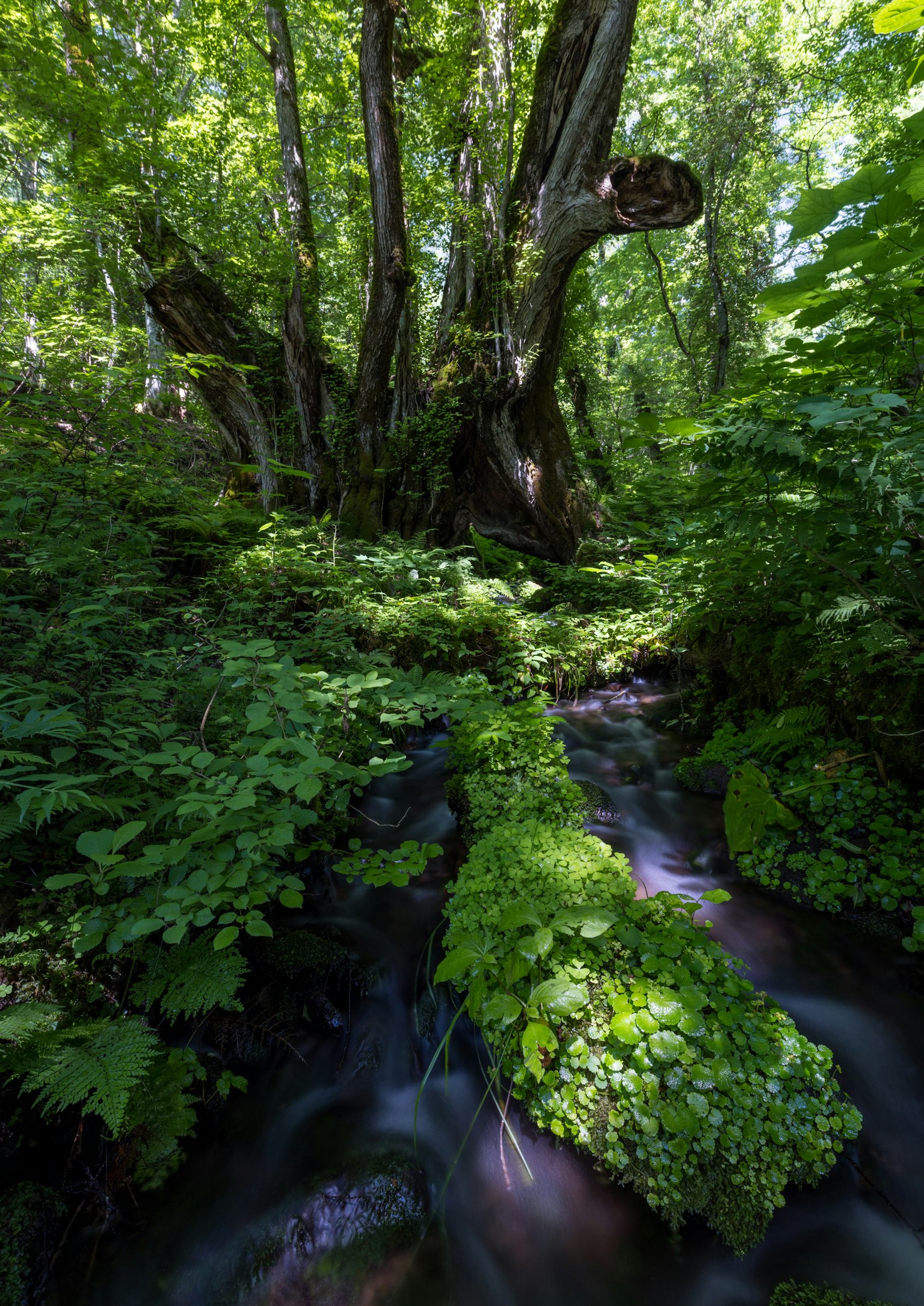 A lush forest scene featuring a stream and moss-covered tree roots