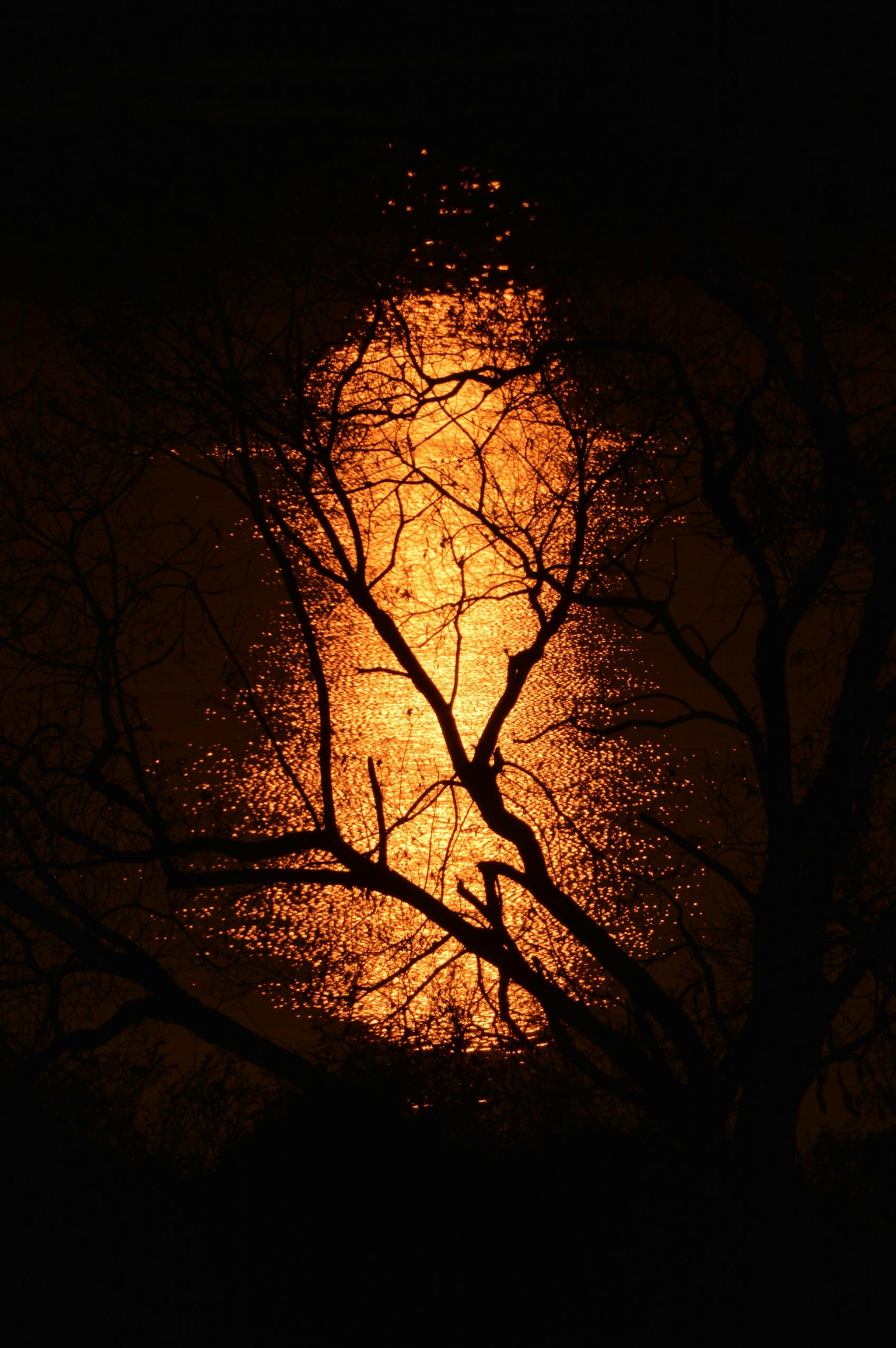 Silhouette de branches d'arbre sur fond sombre avec lumière orange se reflétant sur l'eau