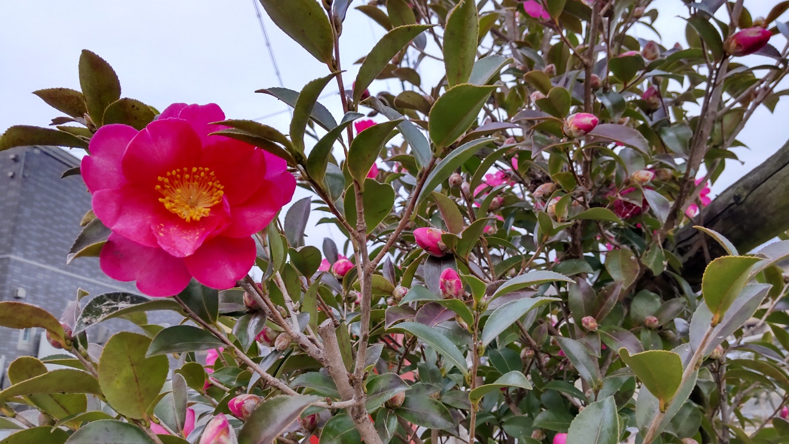 一朵鲜艳的粉色花朵在绿叶环绕的山茶花丛中