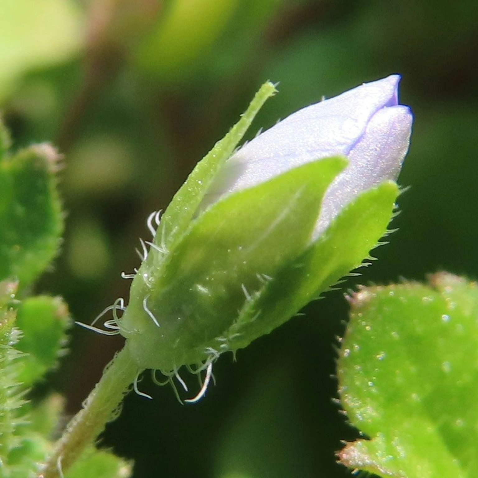 Un pequeño botón de flor morado rodeado de hojas verdes