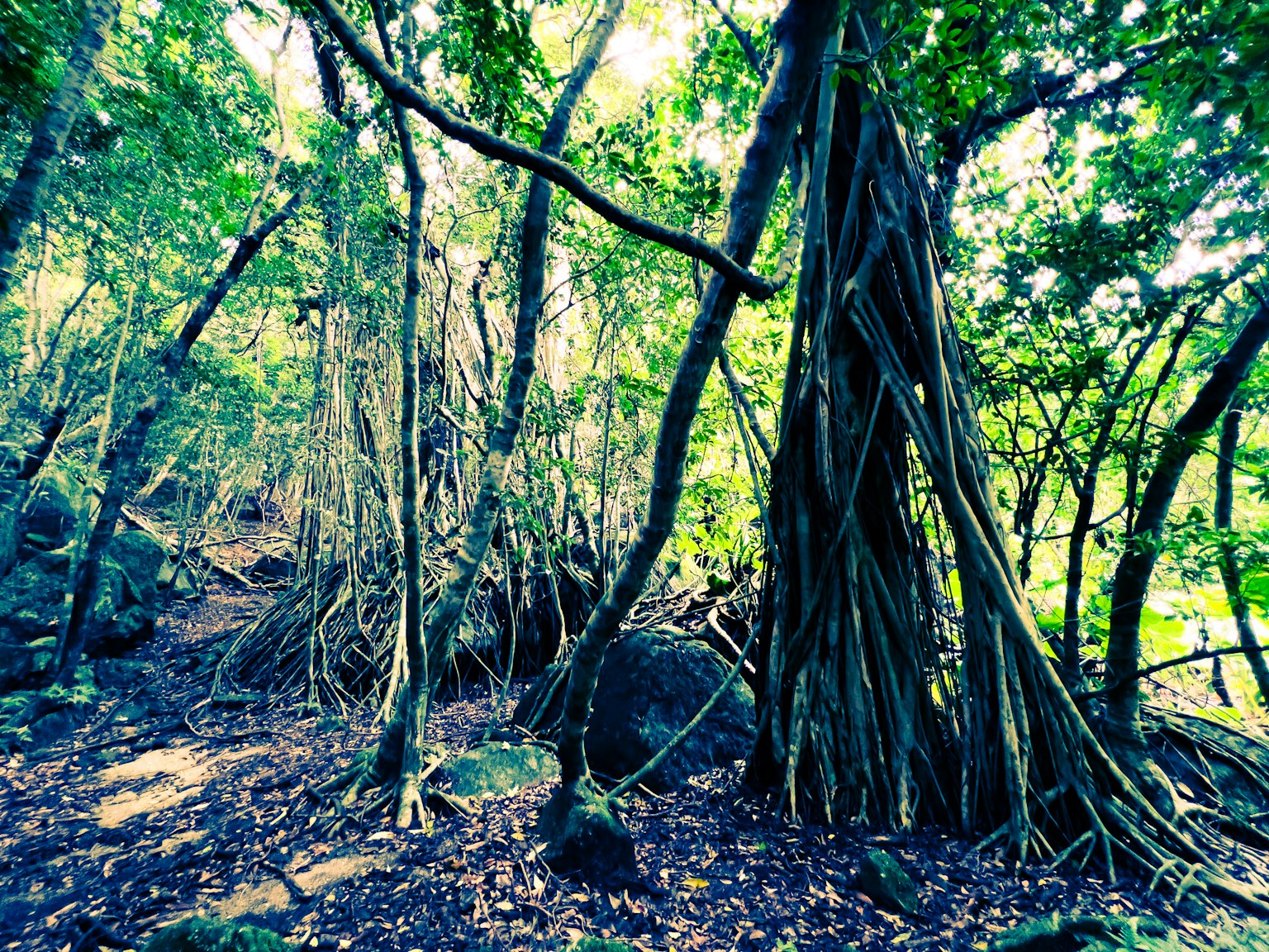 郁郁葱葱的森林场景，樹木和岩石