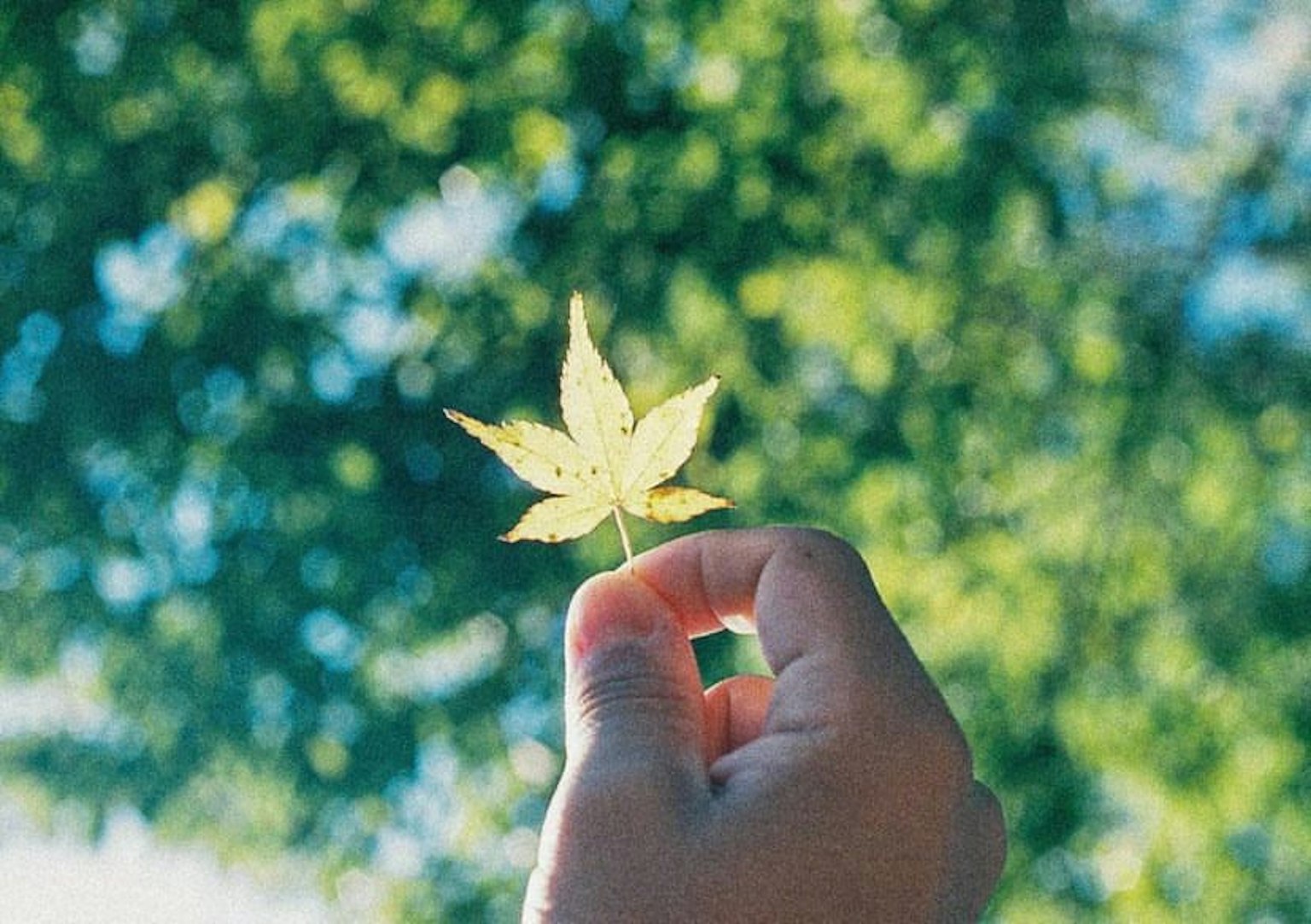 A hand holding a yellow leaf against a green background