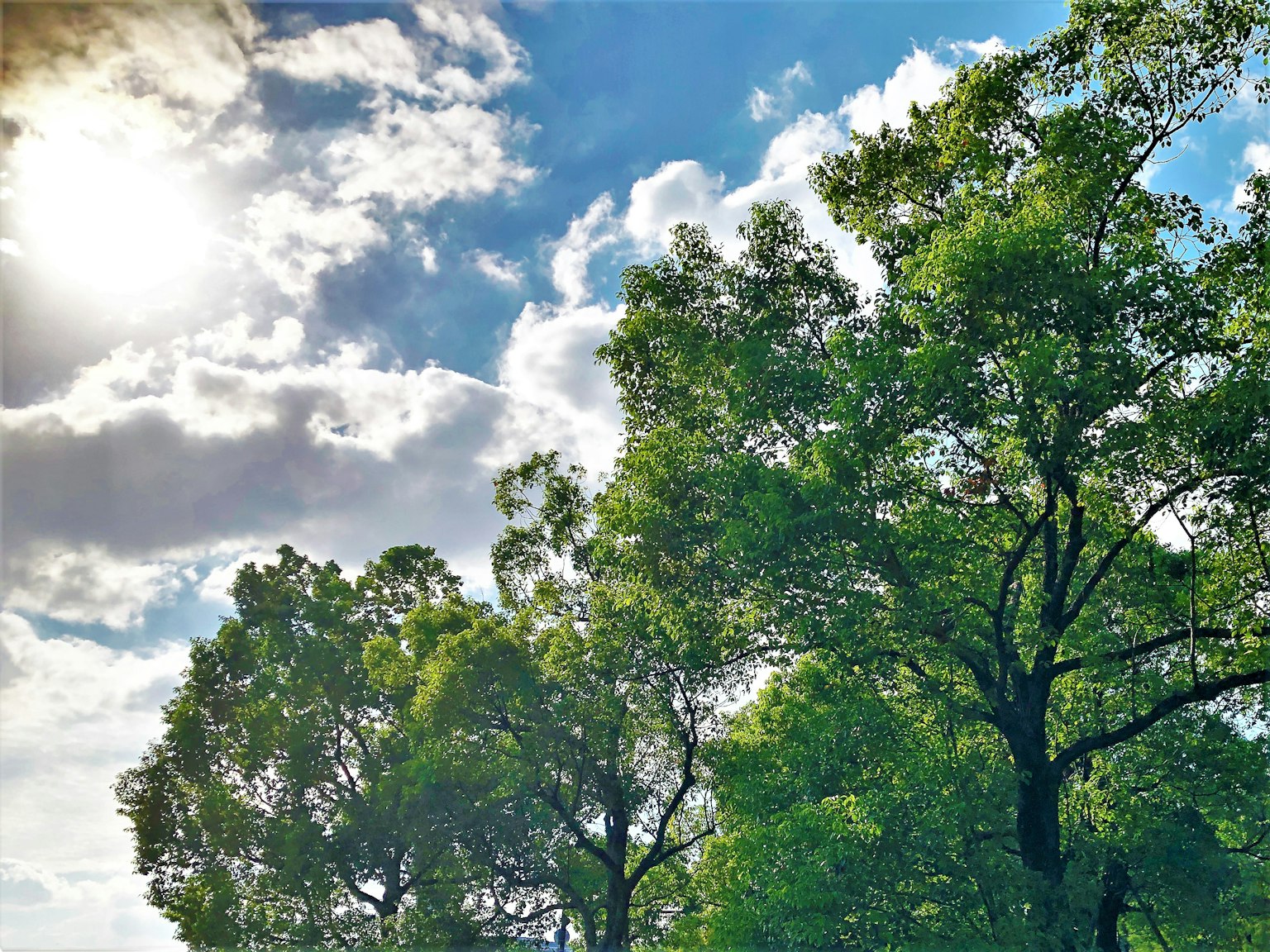 Alberi verdi rigogliosi sotto un cielo blu luminoso