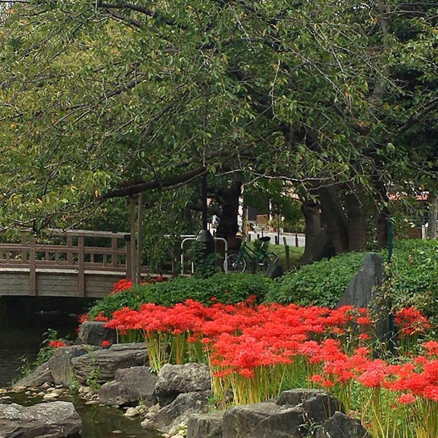 风景如画的公园景观有红花一座桥和郁郁葱葱的绿树