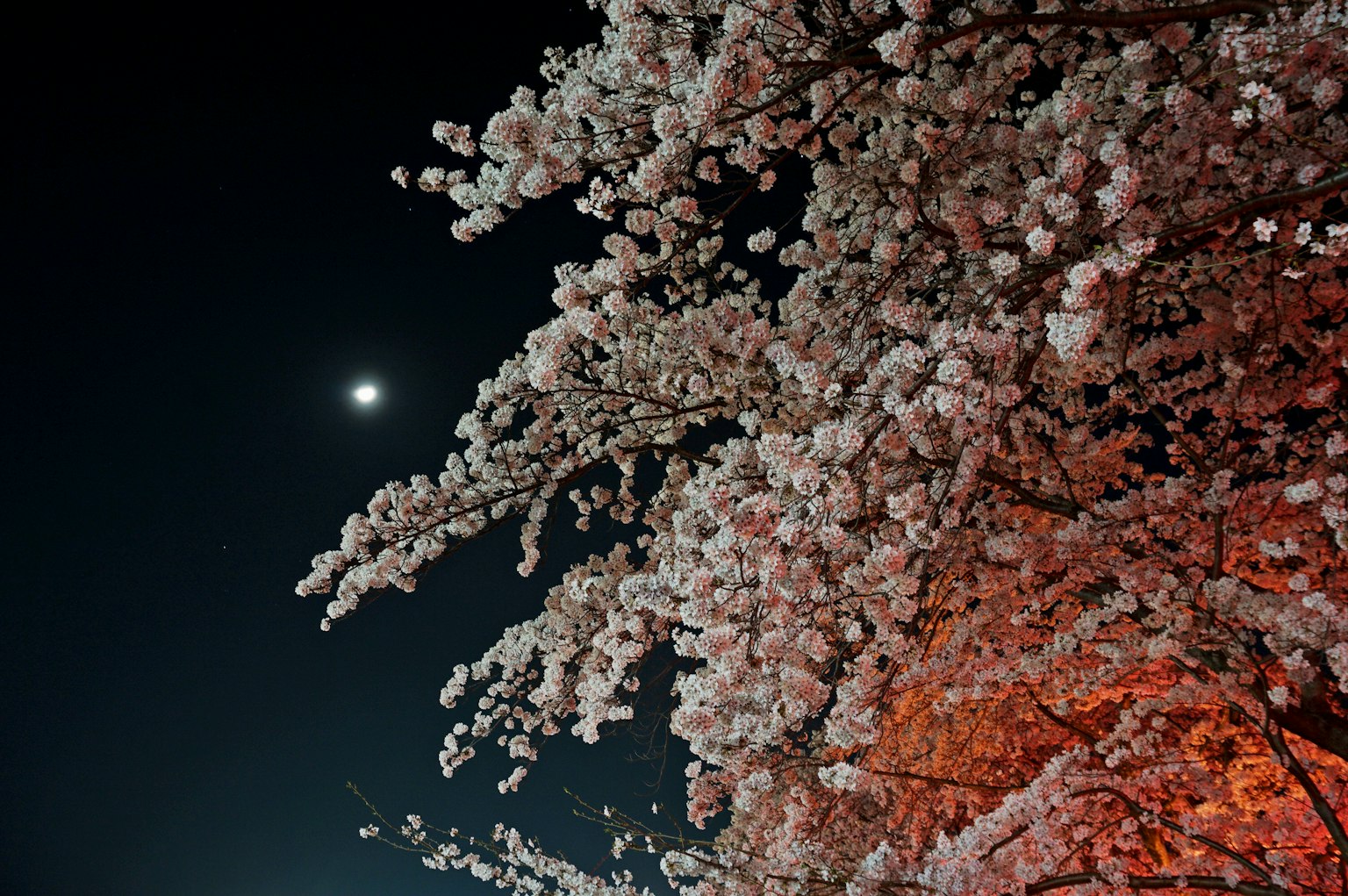 Cherry blossoms illuminated against a night sky with a visible moon