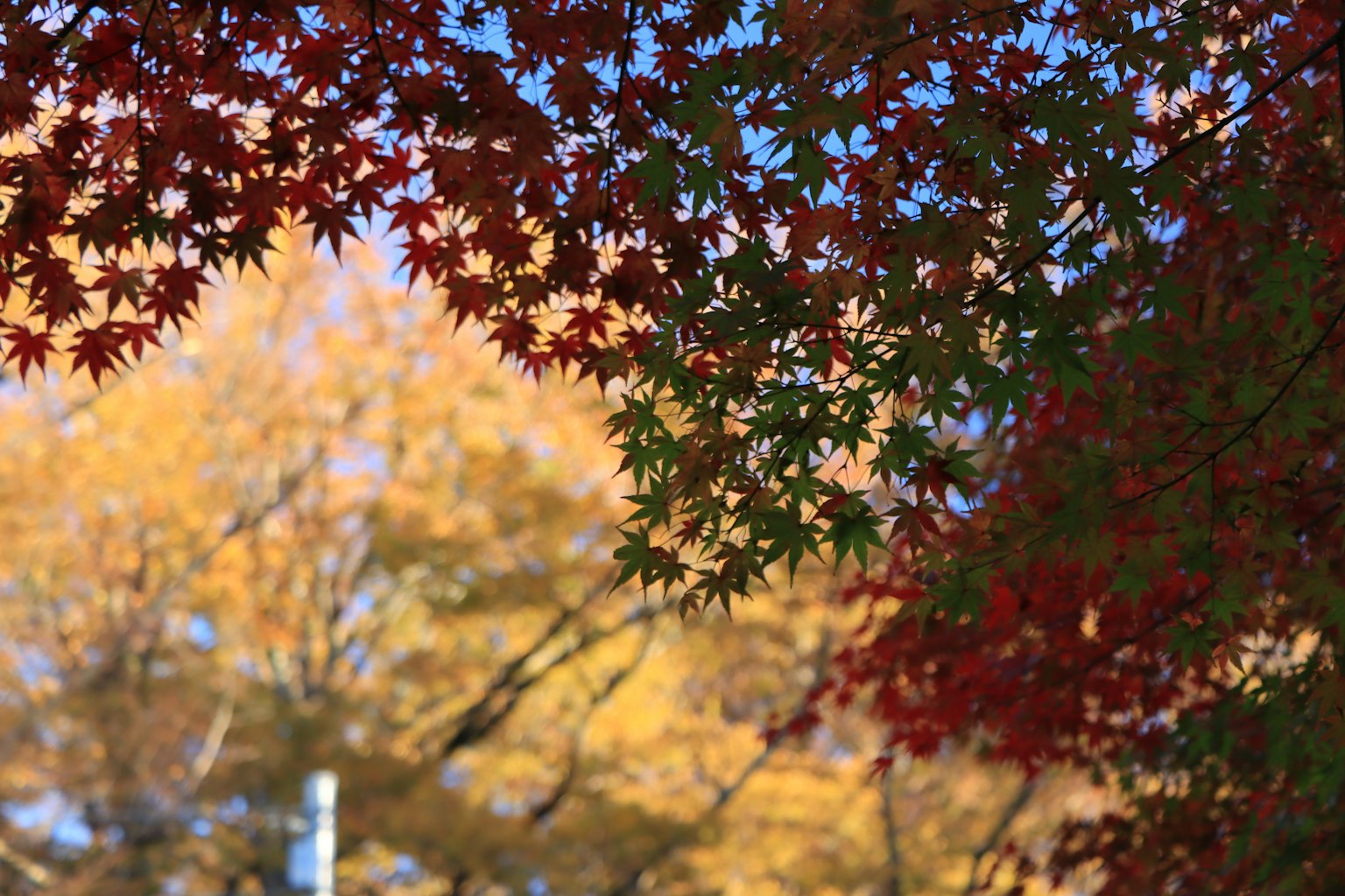 Foglie rosse e verdi si estendono sotto un cielo blu in una scena autunnale