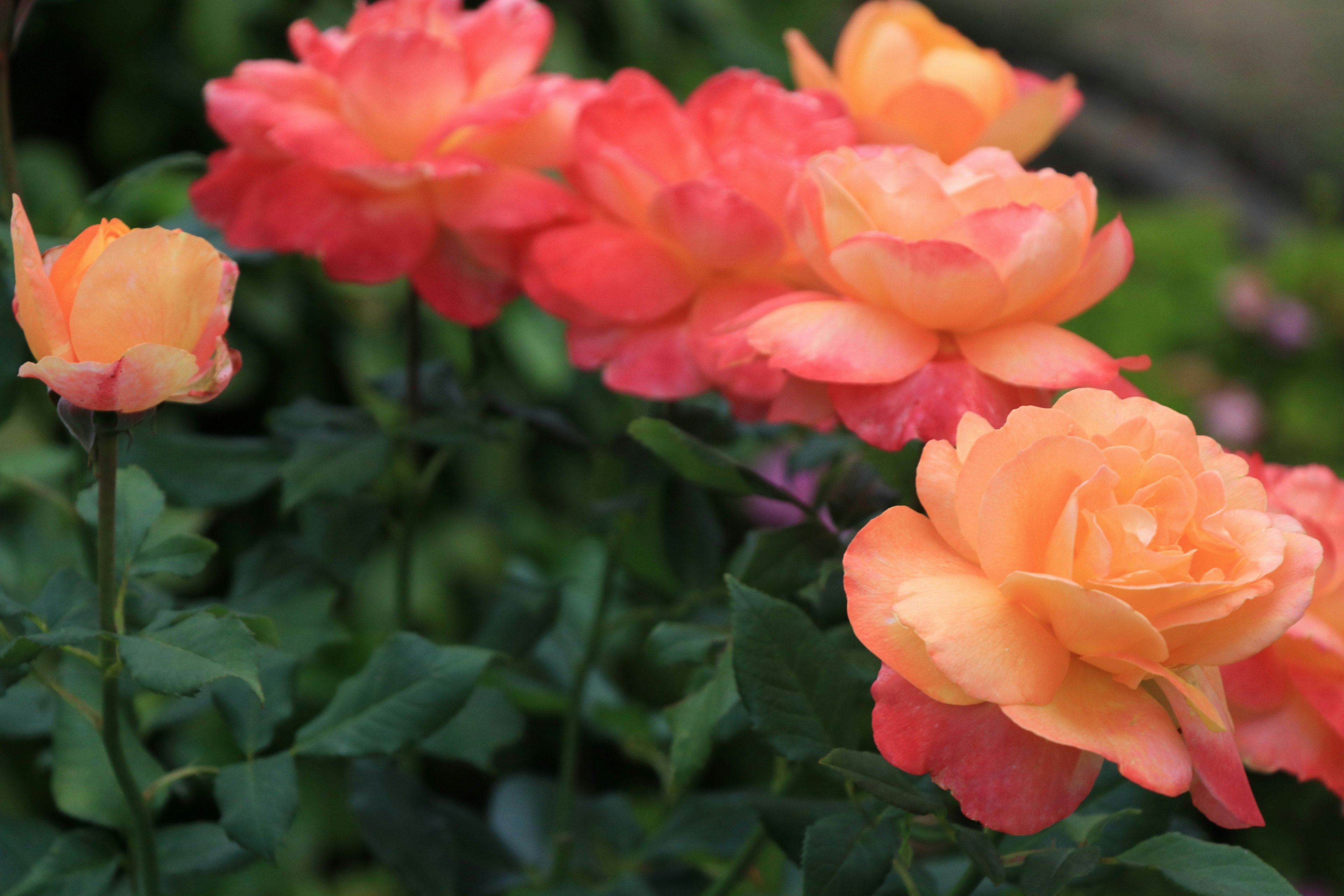 色とりどりのバラの花が咲く花壇