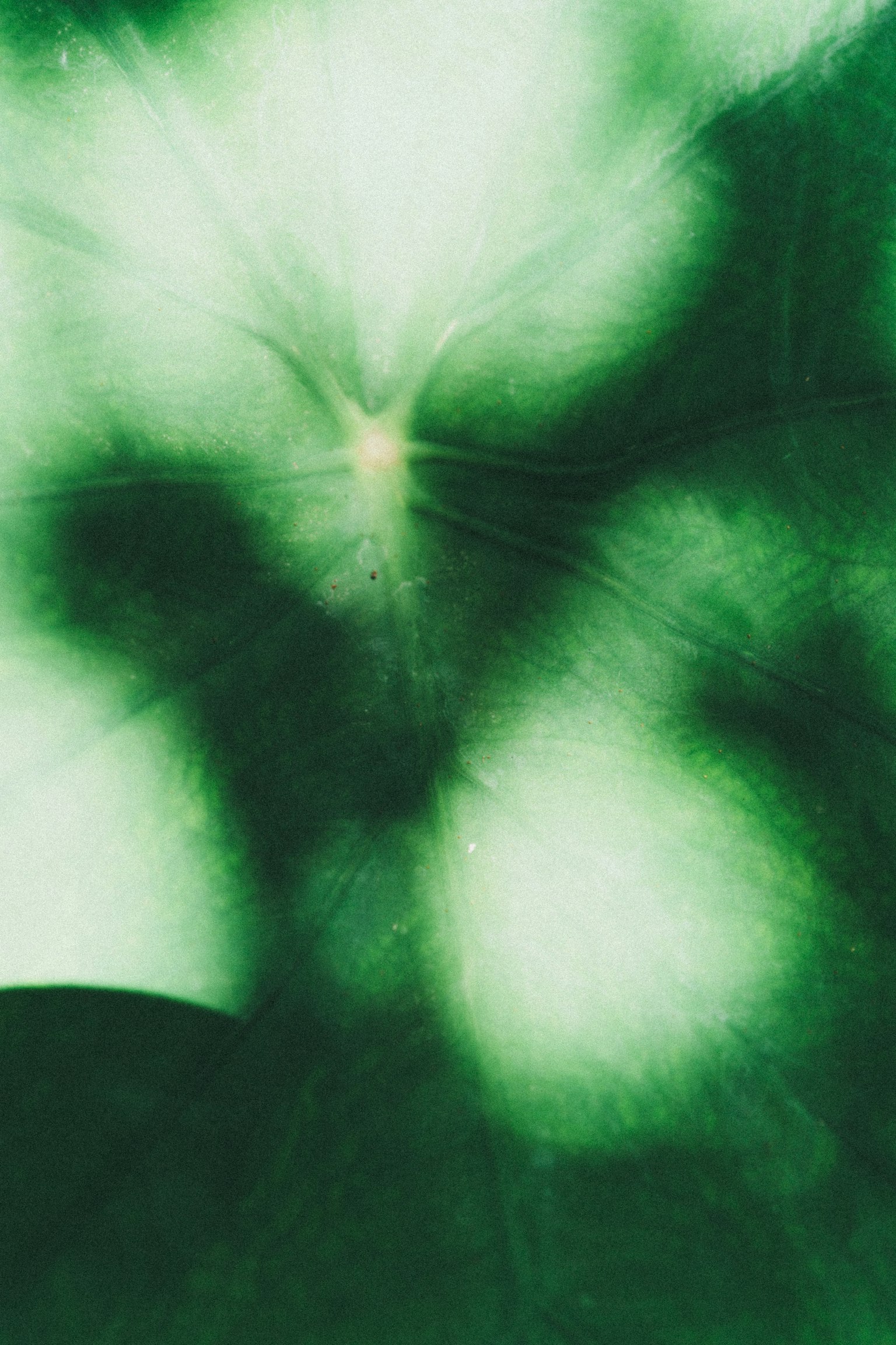 Fondo de hoja verde borroso con manchas de luz