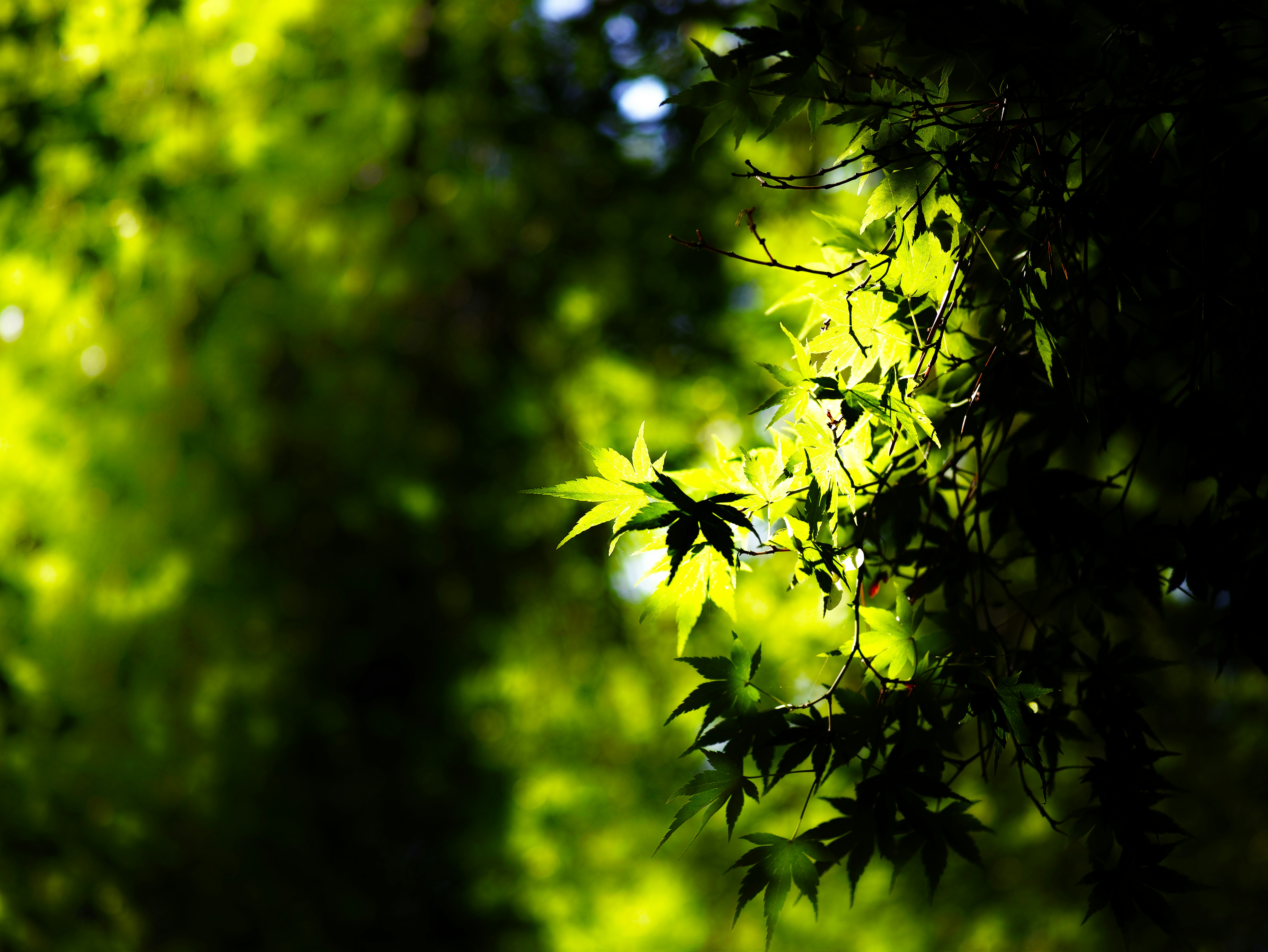 陽光斑駁下的嫩綠葉片特寫