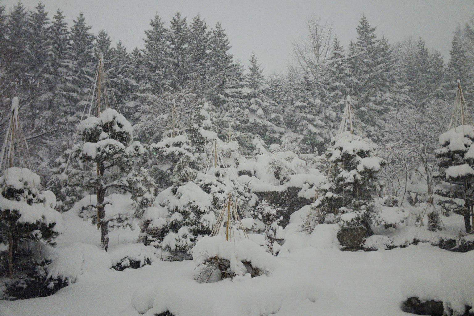 Paisaje invernal con árboles y bonsáis cubiertos de nieve