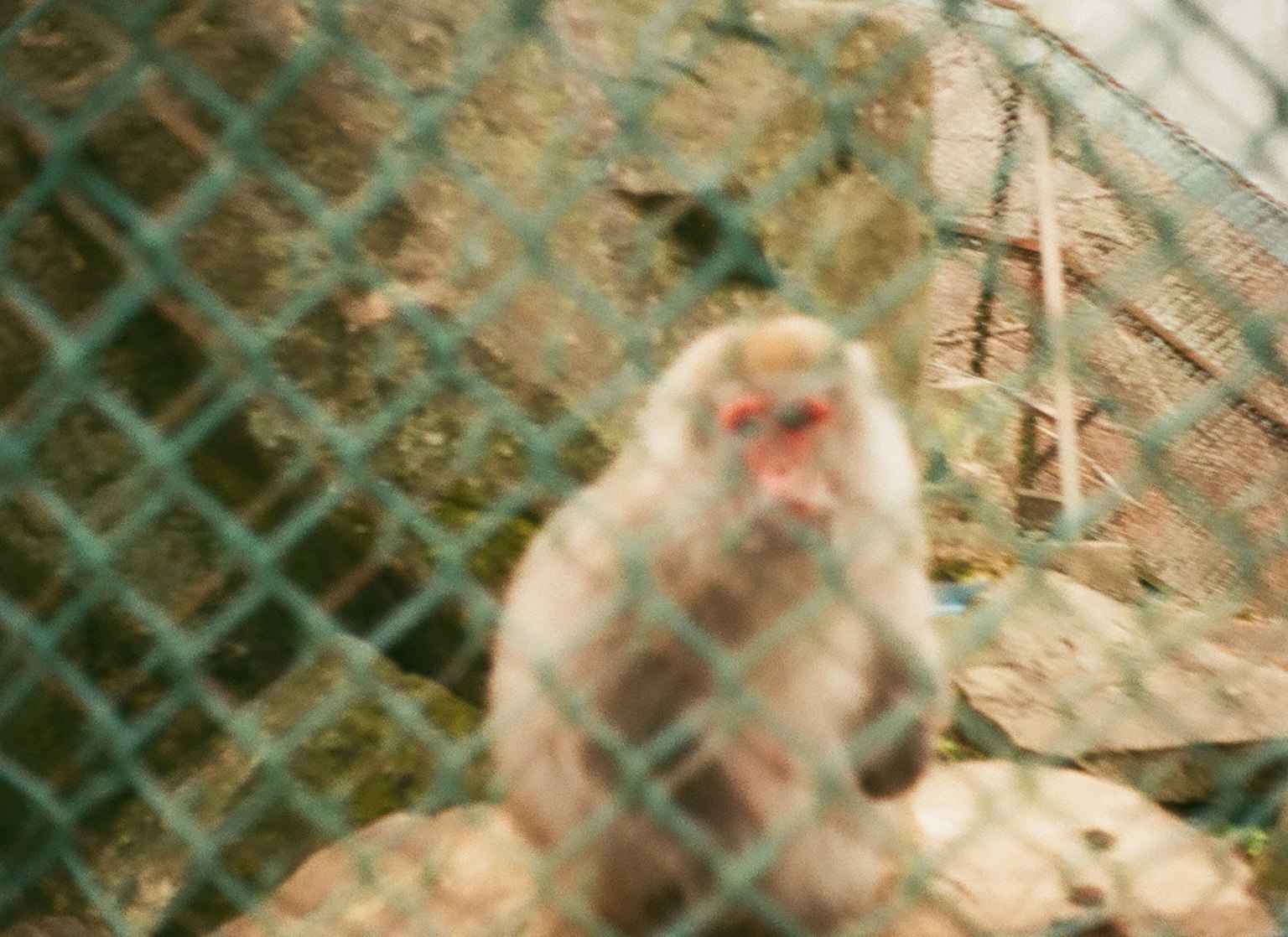 Singe vu à travers une clôture