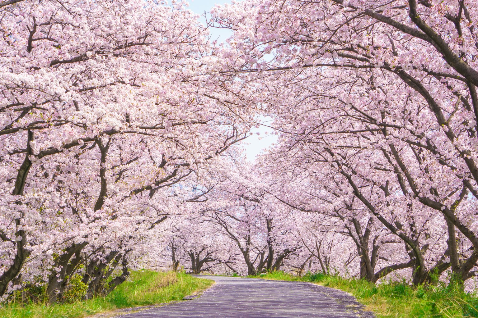 Scenic view of a road lined with cherry blossom trees
