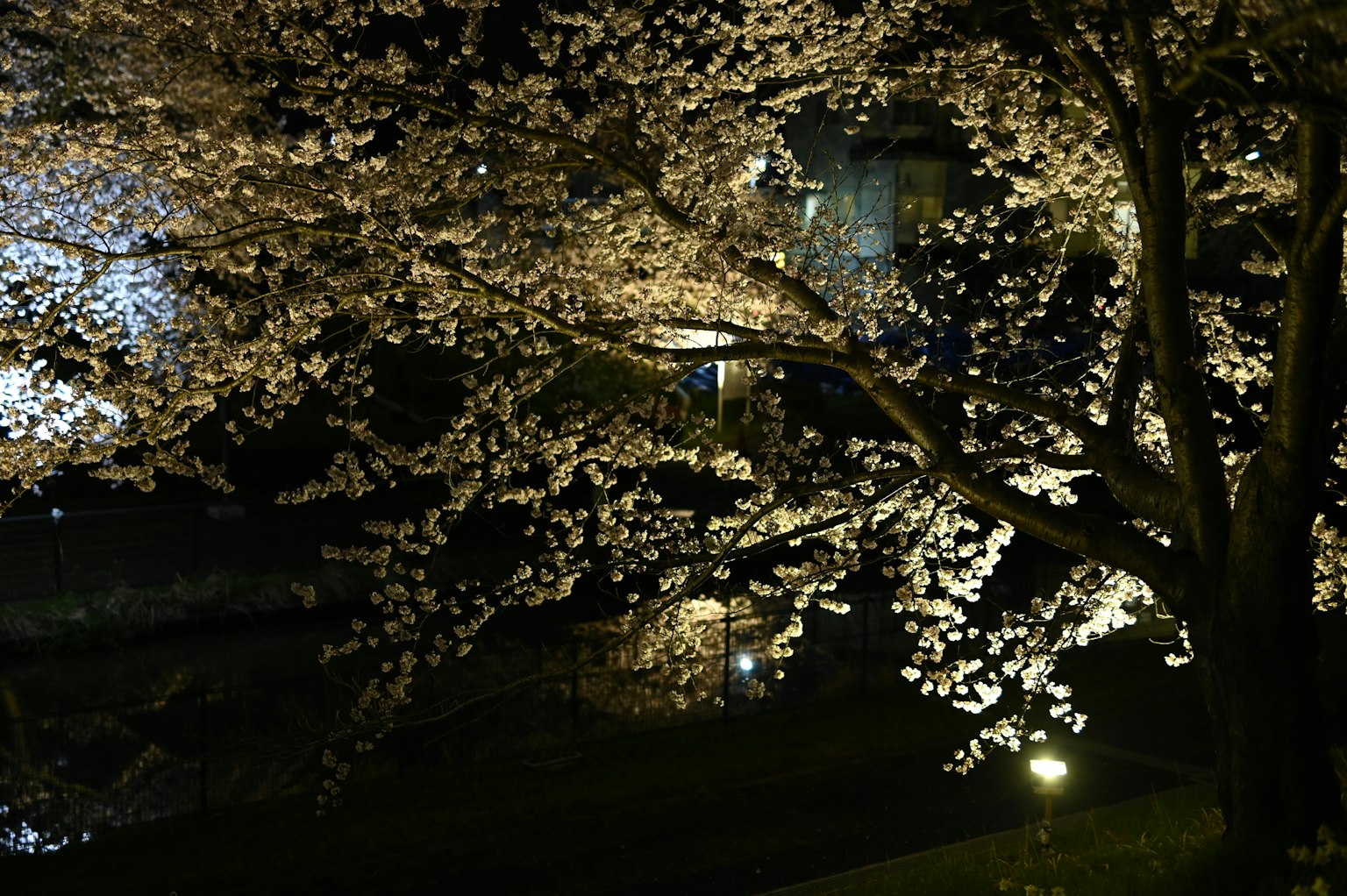 ทิวทัศน์ยามค่ำคืนที่สวยงามของซากุระที่ถูกไฟส่องสว่าง
