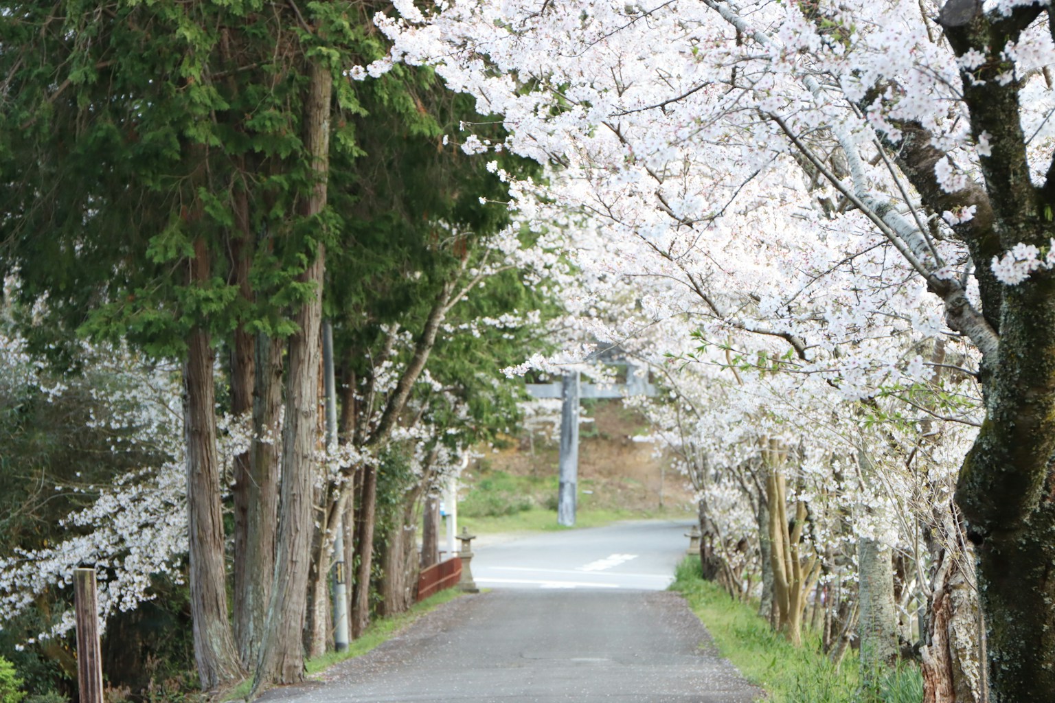 Una strada serena fiancheggiata da alberi di ciliegio in fiore