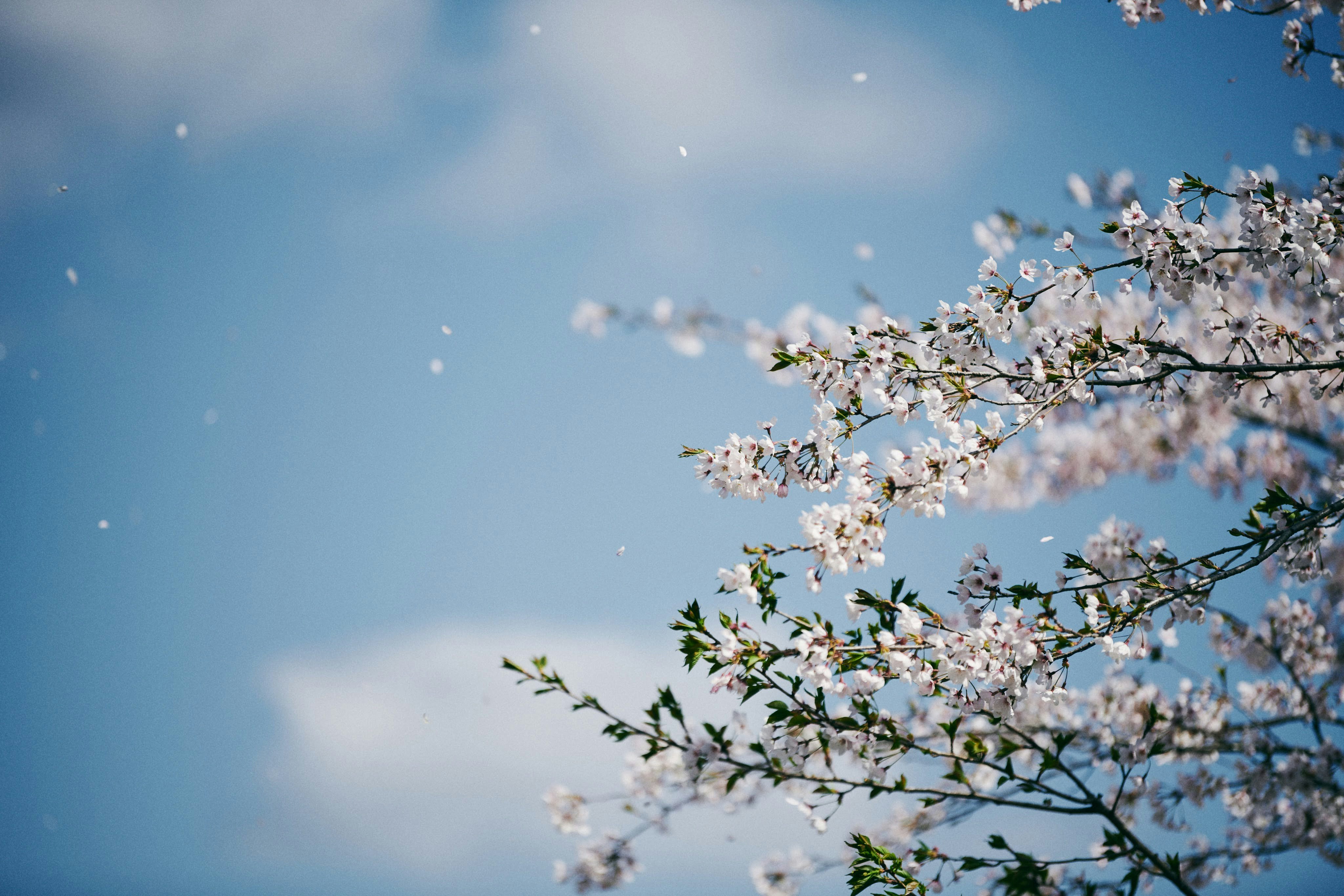 青空に咲く桜の枝と花びらの舞い散る風景