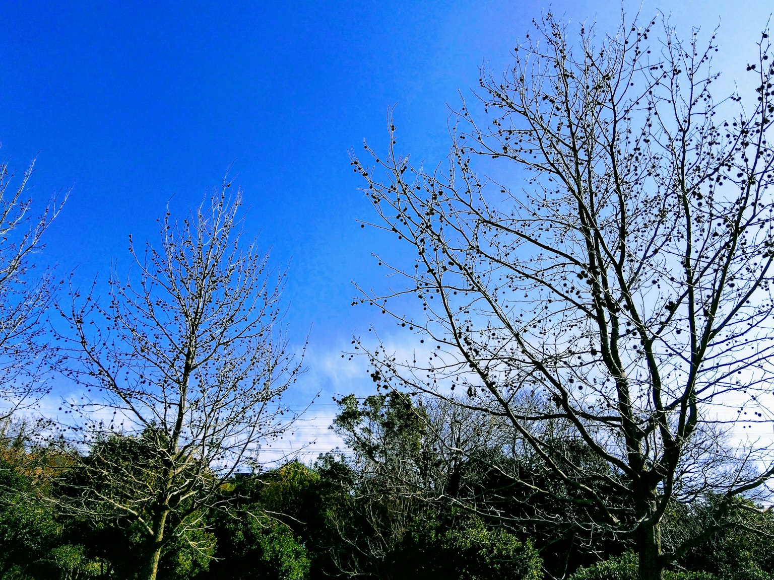 Landschaft mit Winterbäumen unter einem blauen Himmel