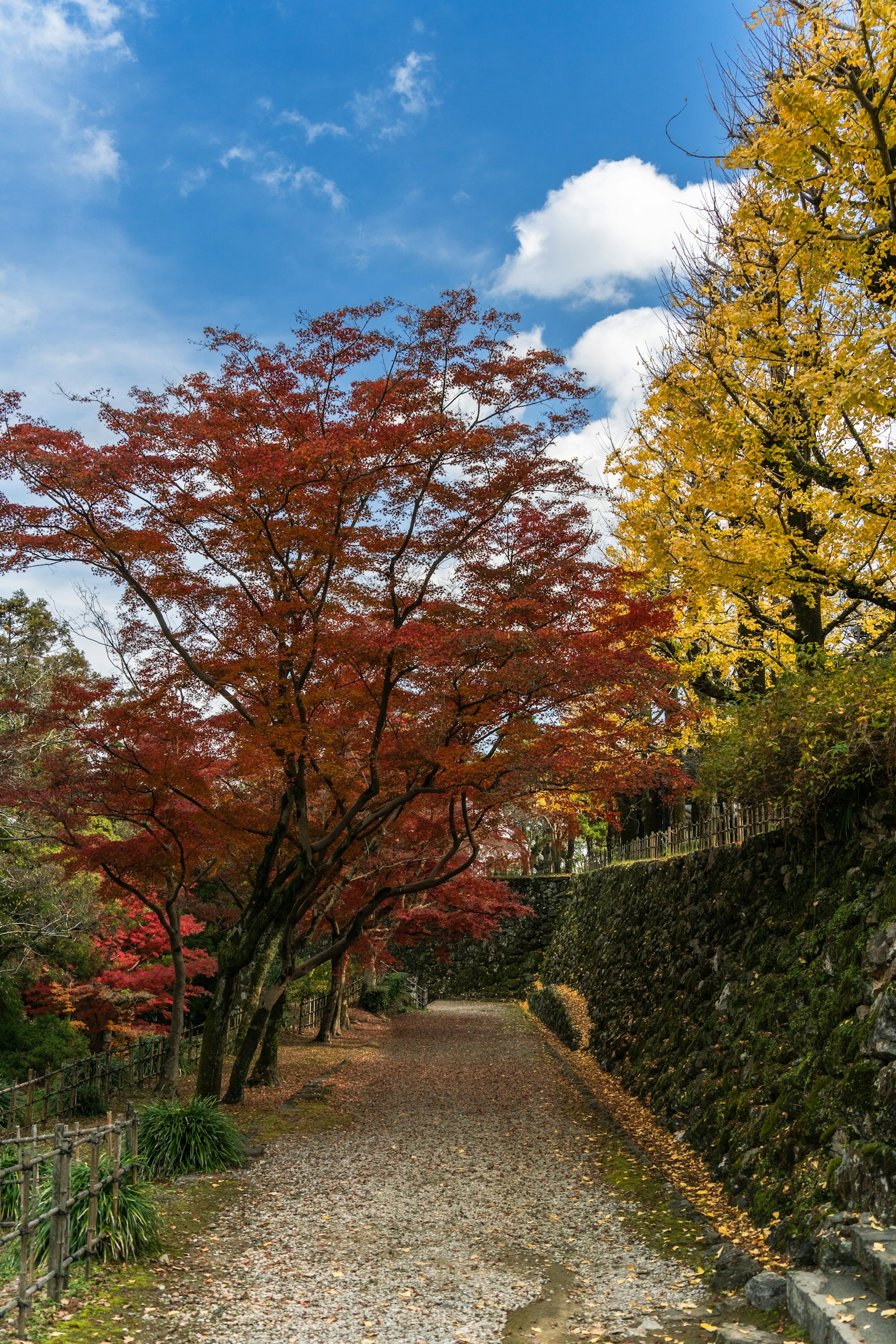 Scenic pathway lined with vibrant autumn foliage and blue sky