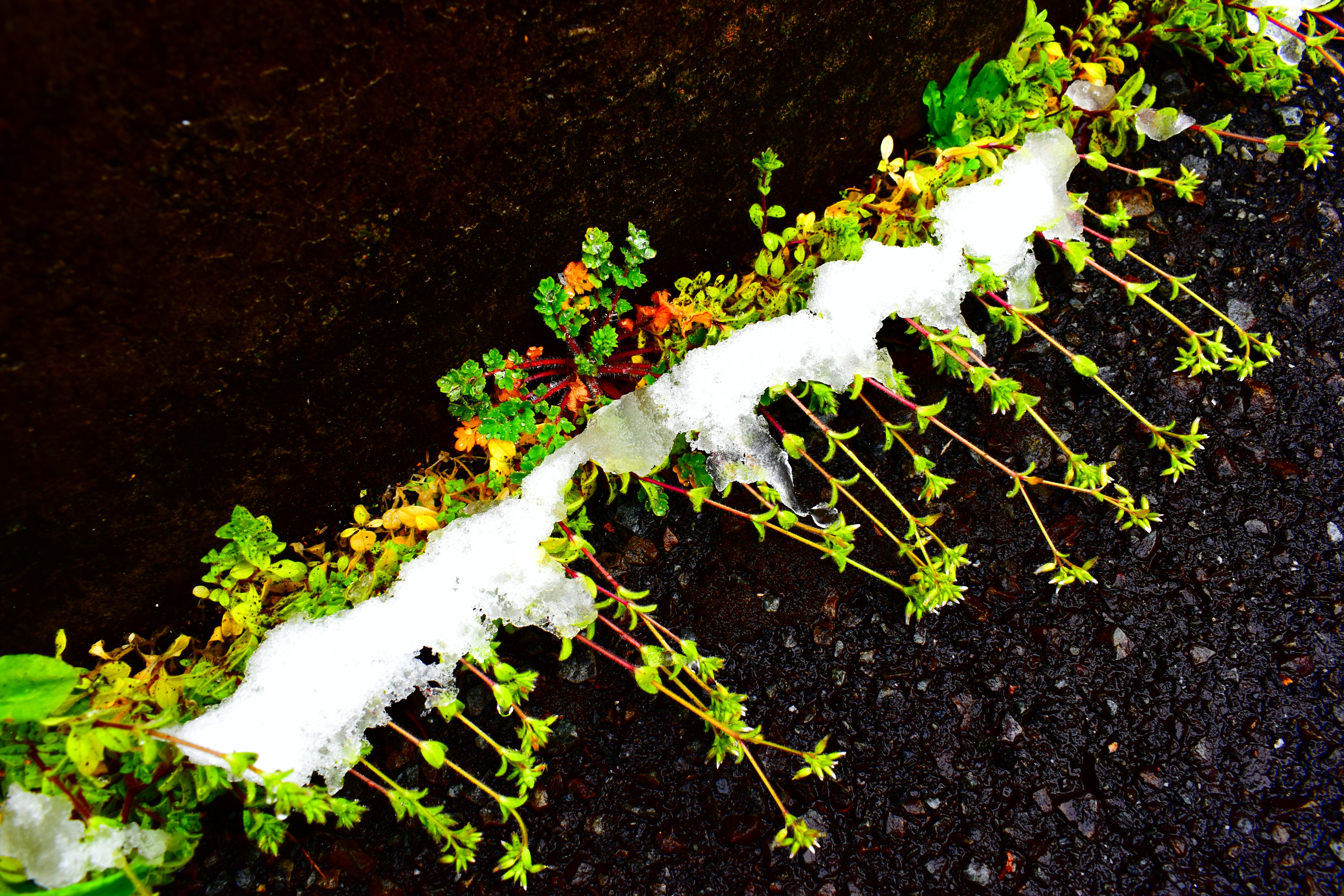 雪が積もった草木の枝先