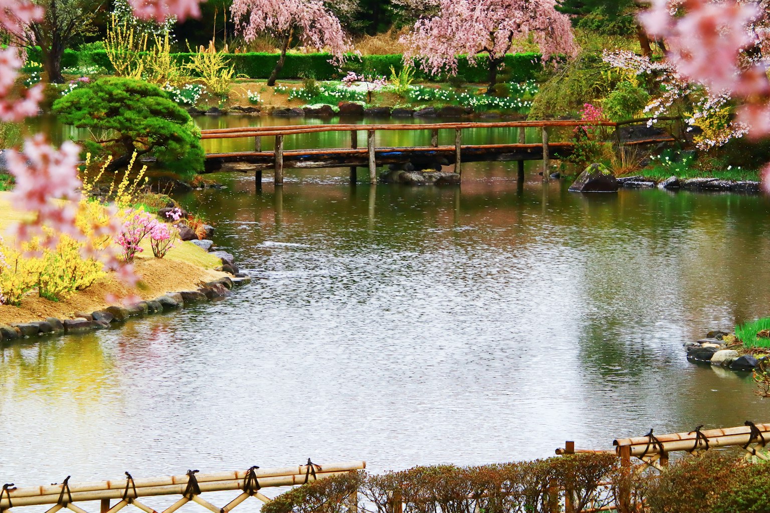 Pemandangan kolam dengan bunga sakura dan jembatan kayu